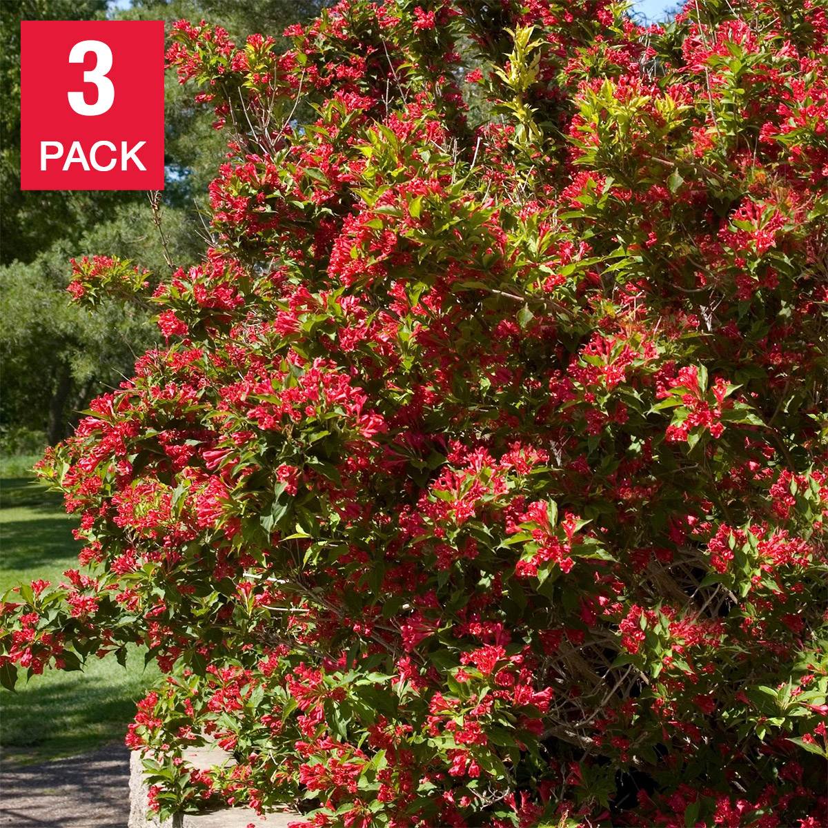 Longfield Gardens Spring Flowering Shrub ‘Red Prince’  3-pack