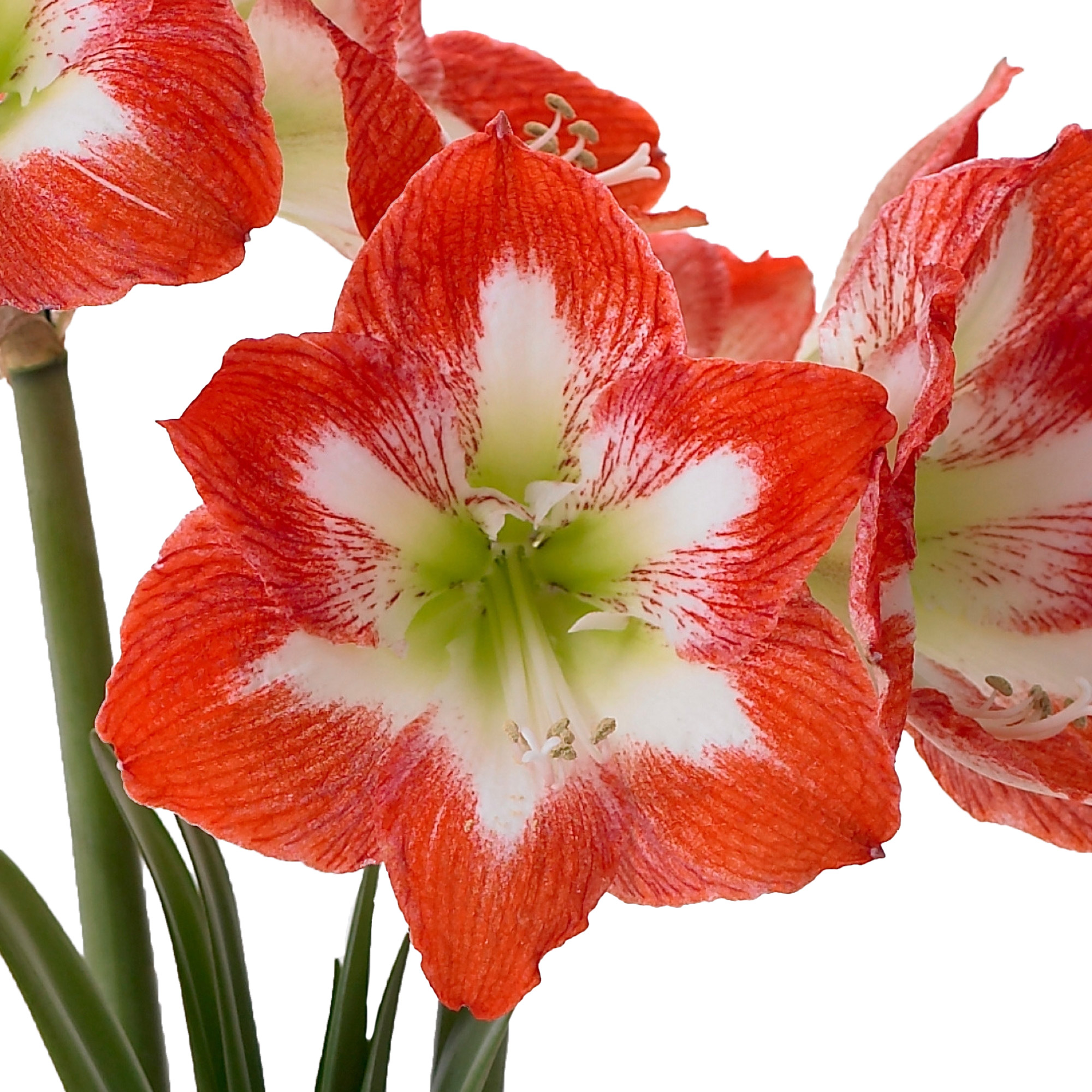 Enlarge Product Preview 2