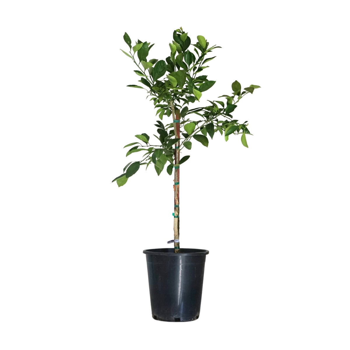 Owari Satsuma Mandarin Semi-Dwarf | Costco Owari Satsuma Mandarin Semi-Dwarf | Costco