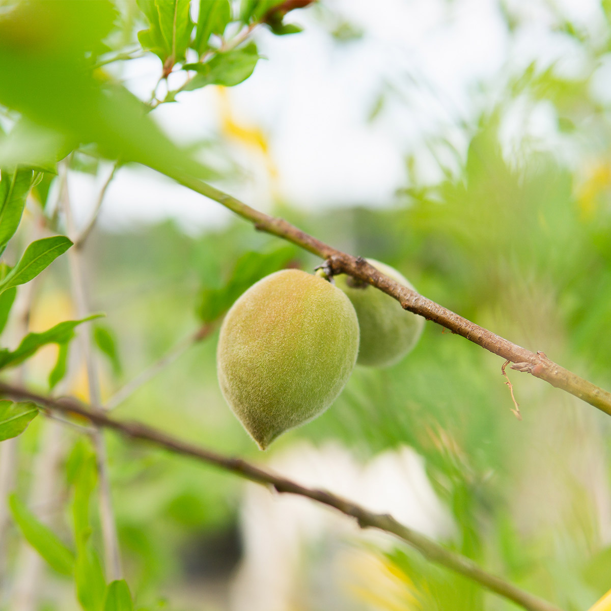 Enlarge Product Preview 4