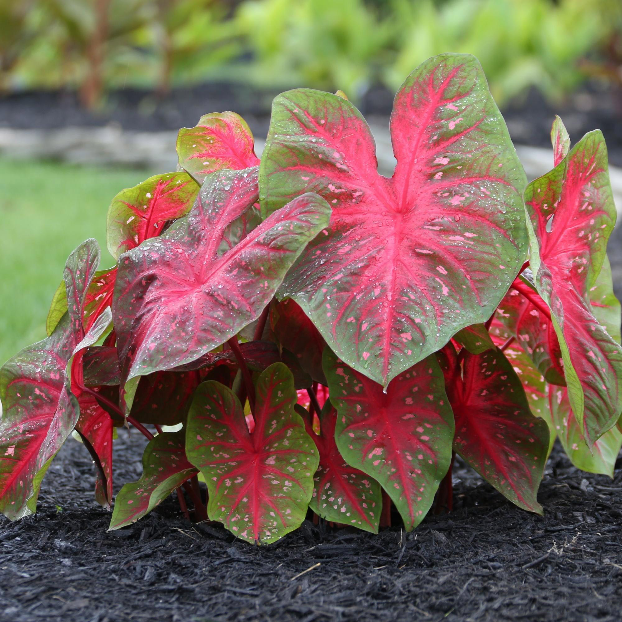 Enlarge Product Preview 5