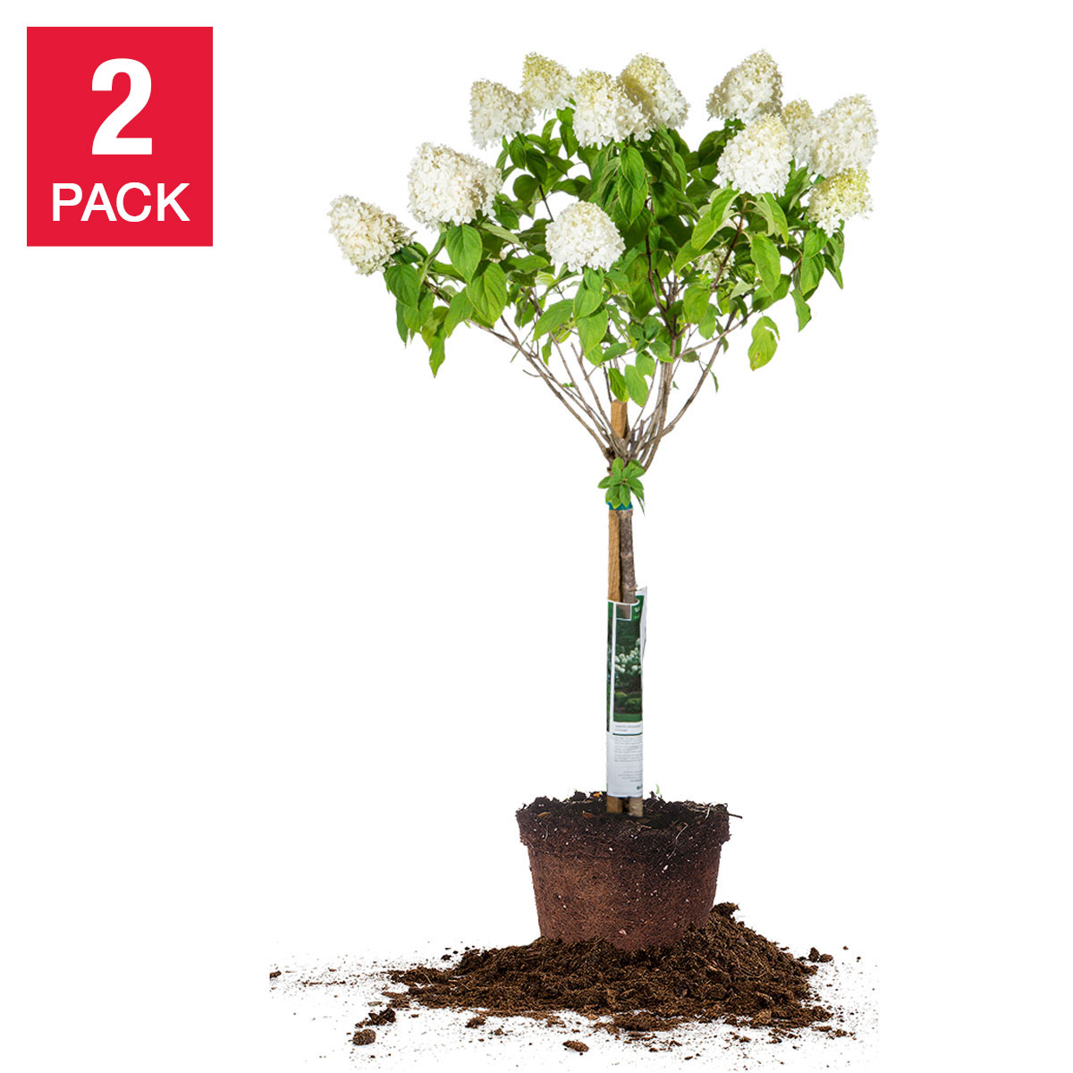 Hydrangea Tree - Limelight