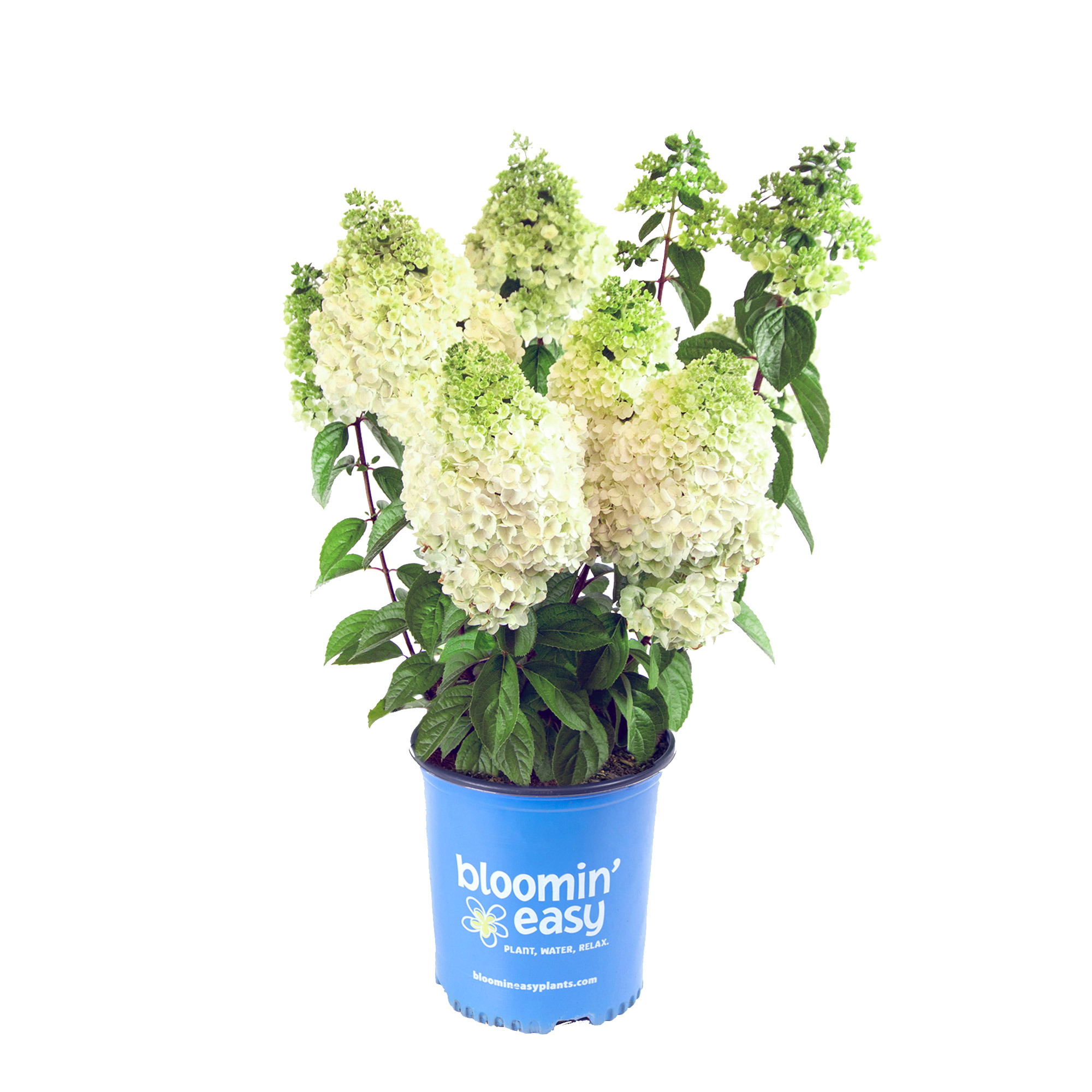 Bloomin' Easy Moonrock Hydrangea | Costco