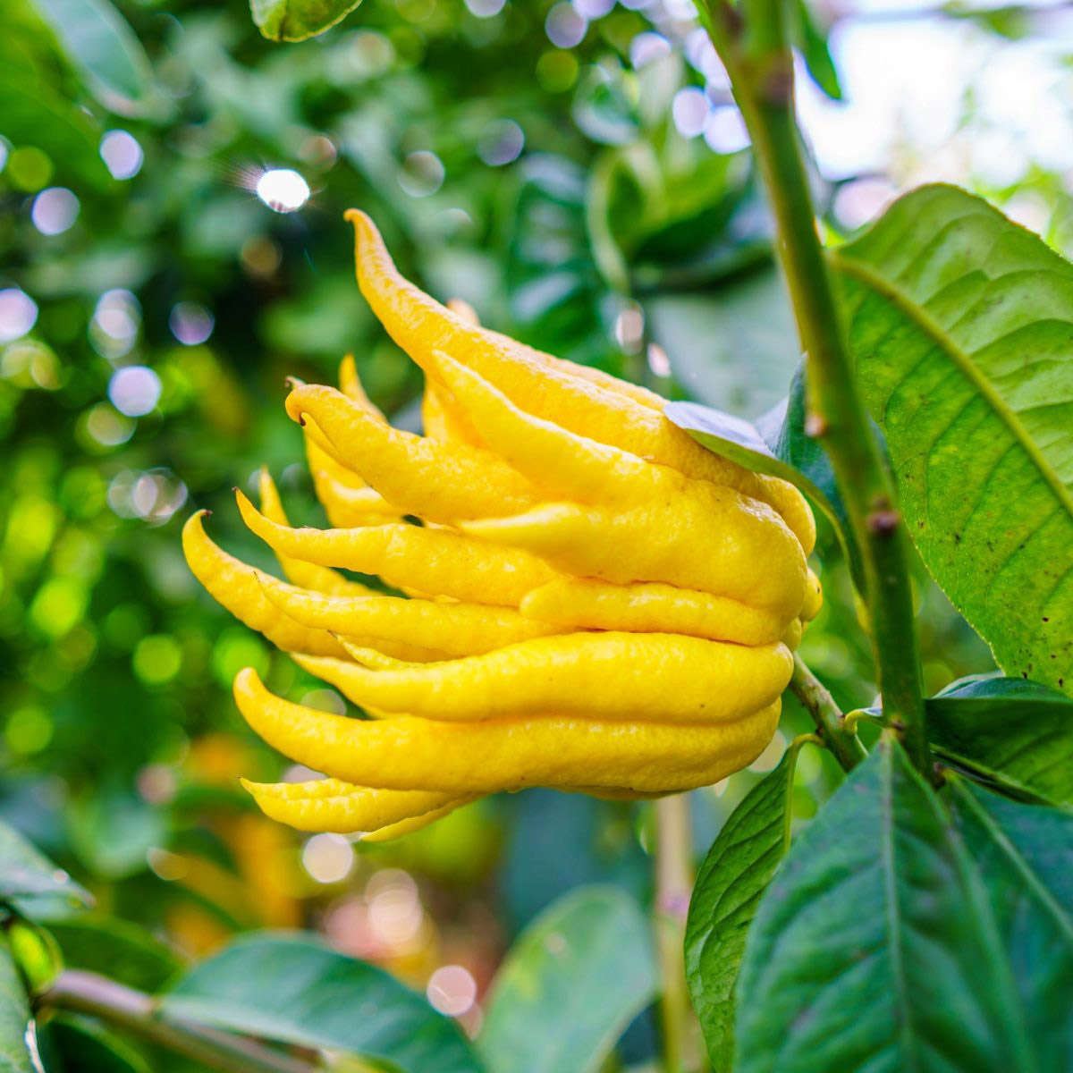 Enlarge Product Preview 2