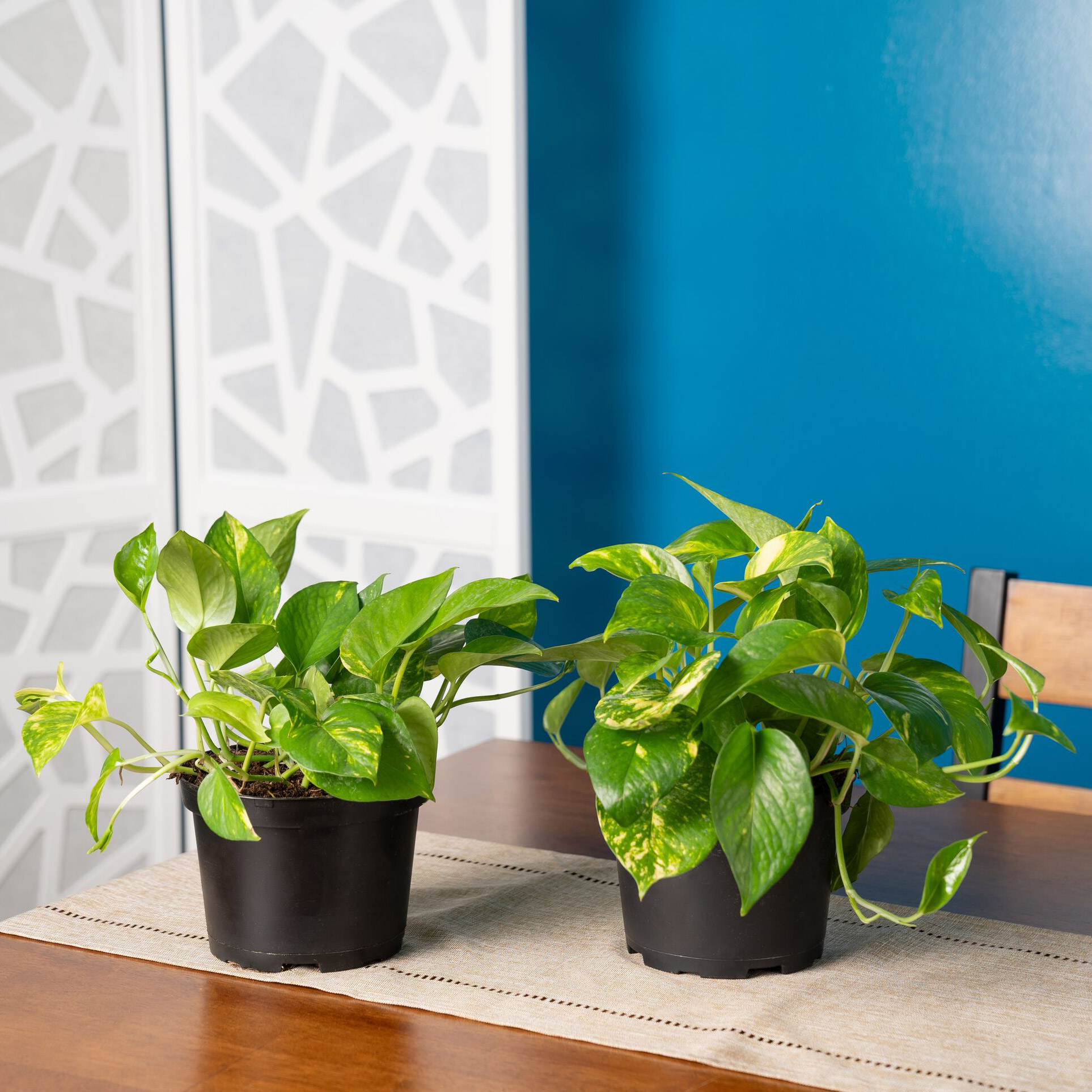 Enlarge Product Preview 3 Successfully Enriched by automation Job.