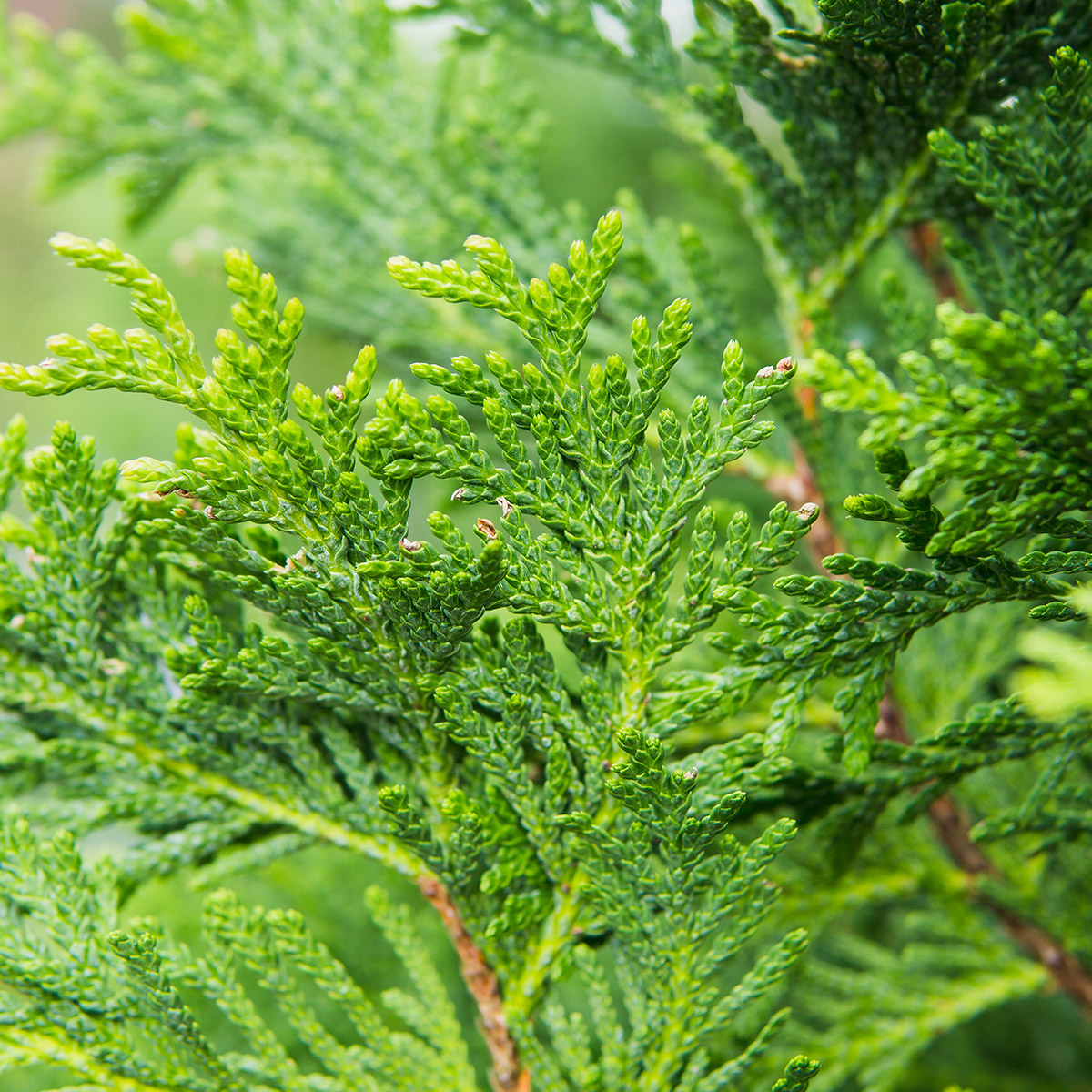 Enlarge Product Preview 6