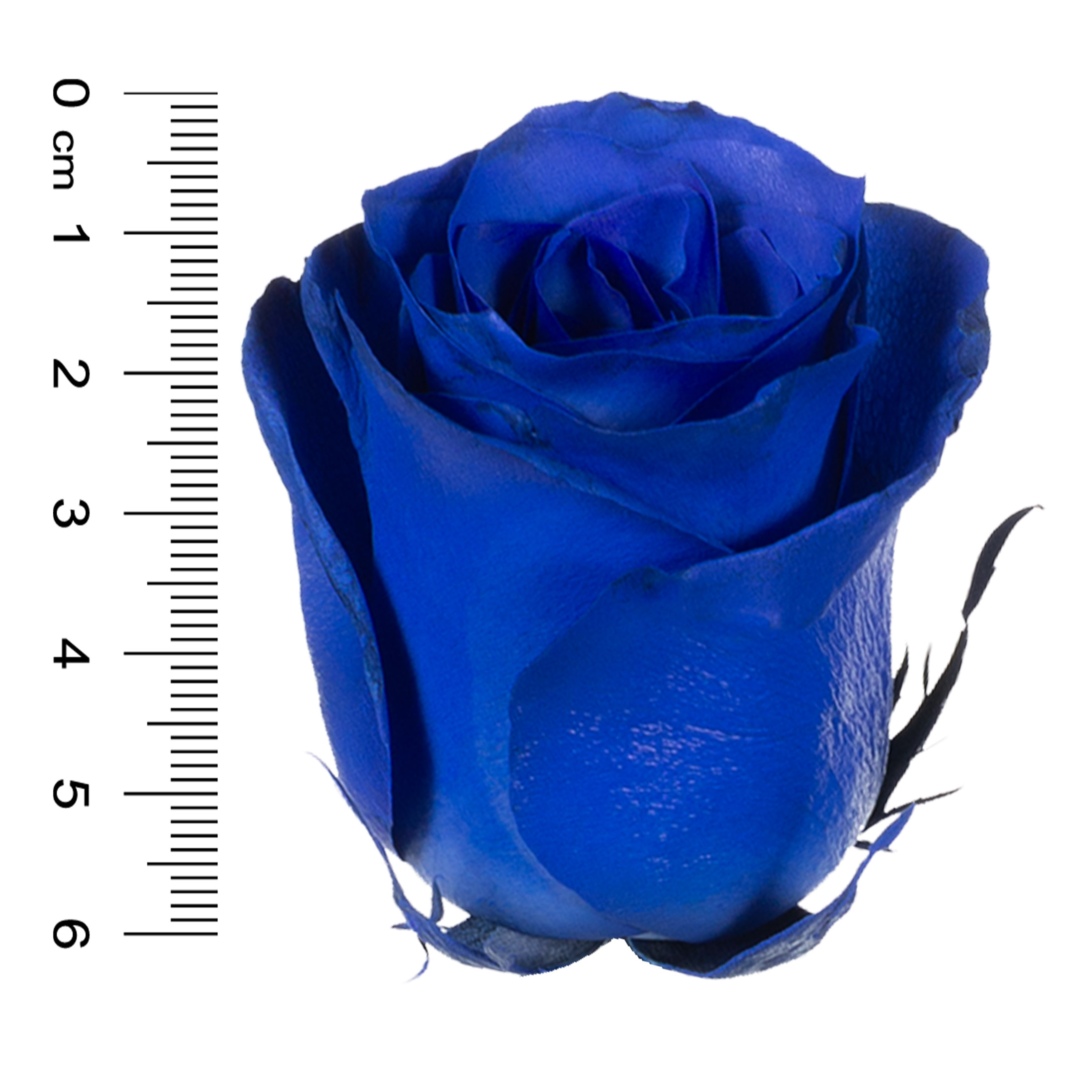 BLUE ROSEです 50-stem Blue Roses | Costco