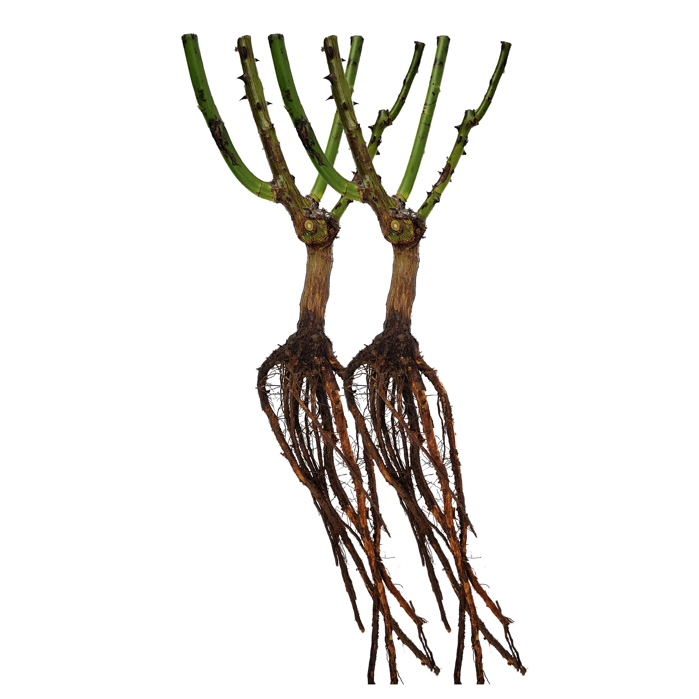 Enlarge Product Preview 2