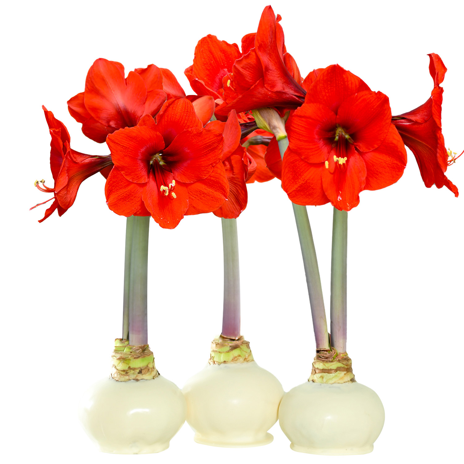 Bloomaker Waxed Amaryllis Trio  No Water Needed
