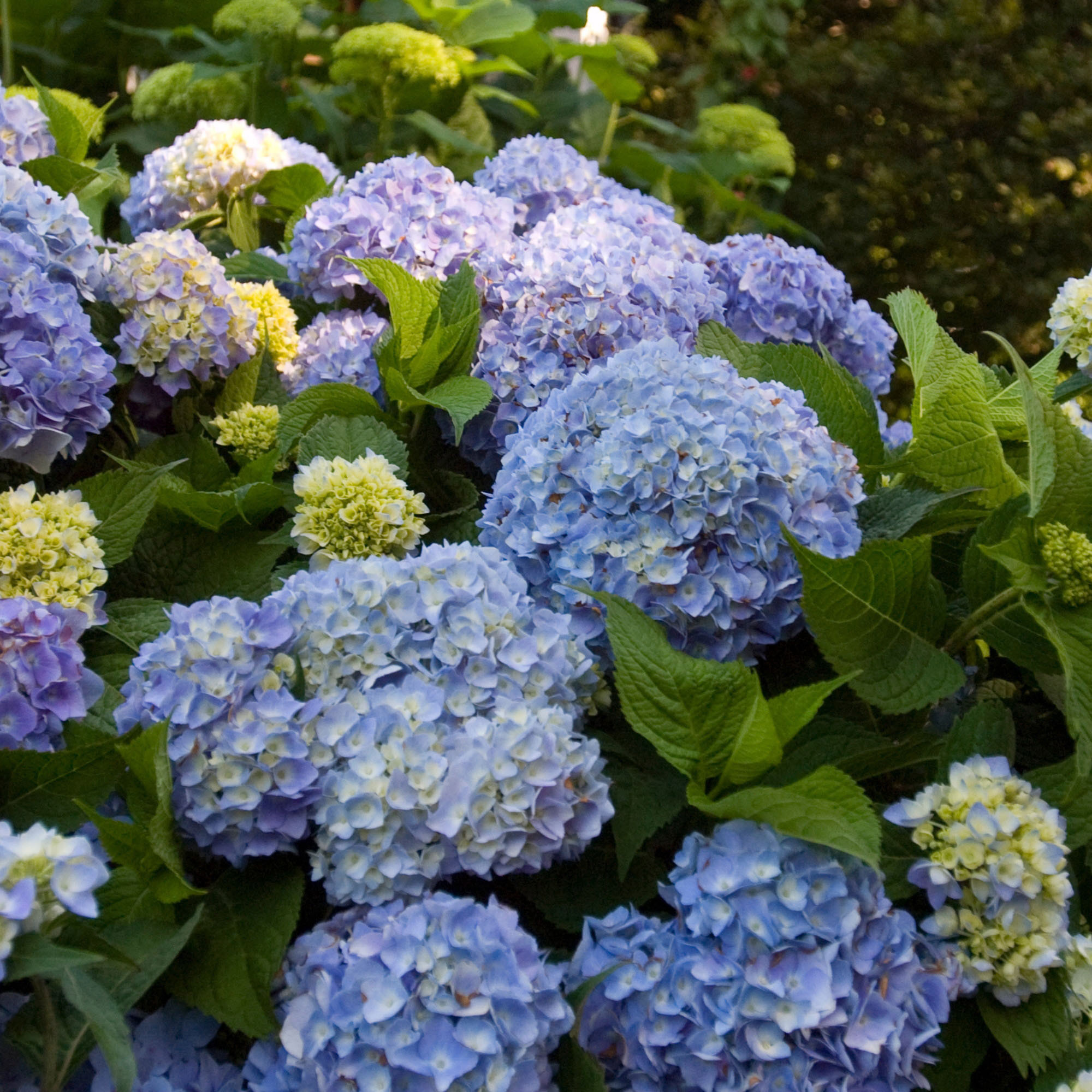 Hydrangea4936 0901 Hydrangea4936 0901 Lowe's Multicolor Hydrangea