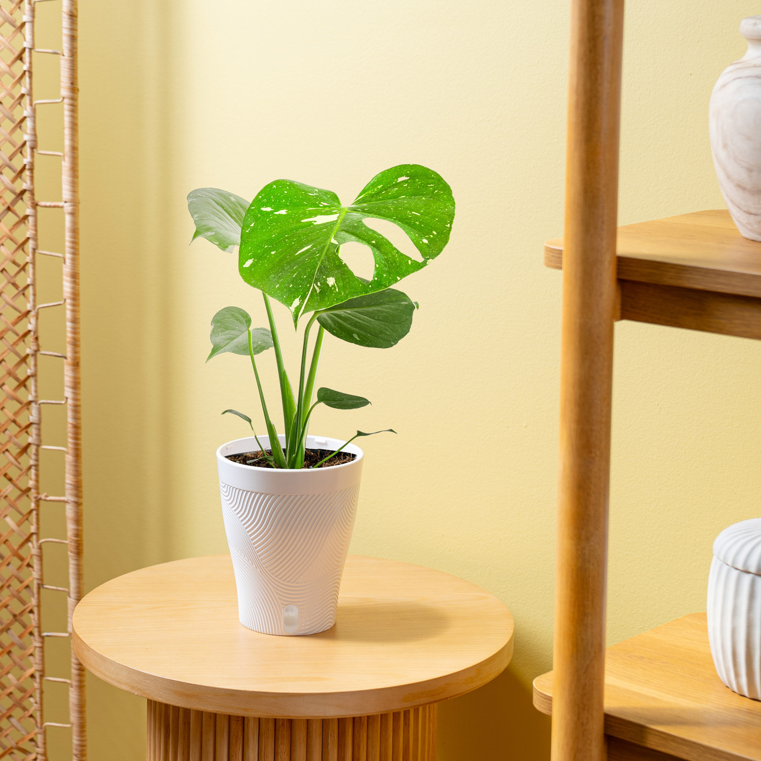 Costa Farms Monstera in Self-watering Pot | Costco