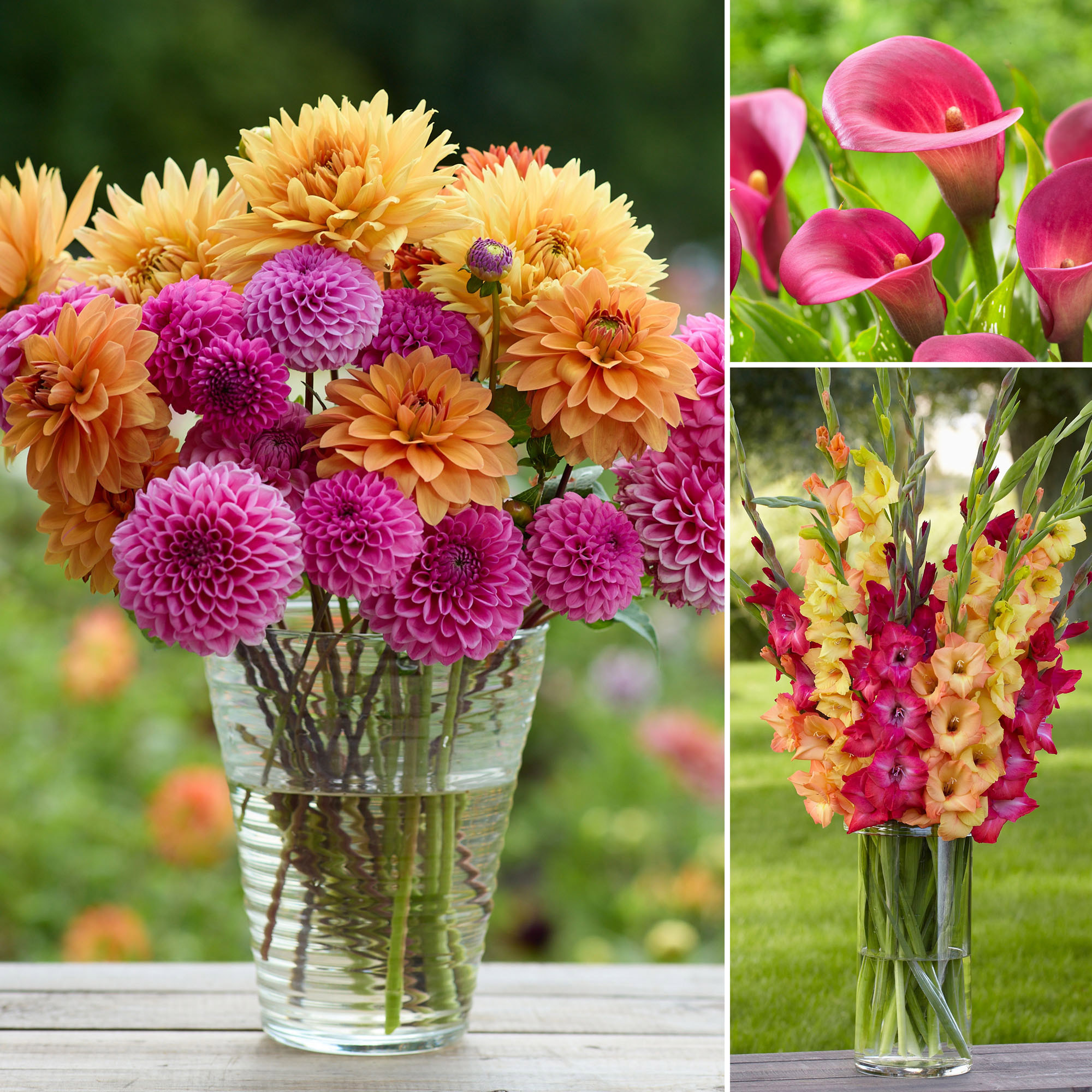 Longfield Gardens Sun Loving Collections - Thumbnail 3