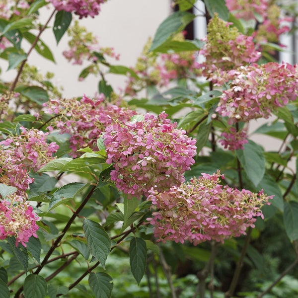 Hydrangea Tree | Costco Hydrangea Tree | Costco