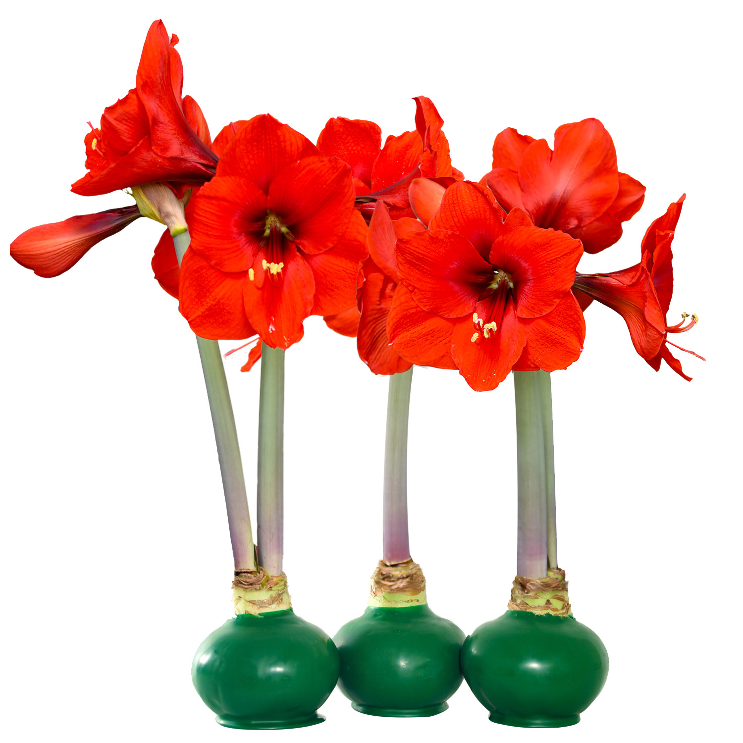 Enlarge Product Preview 3