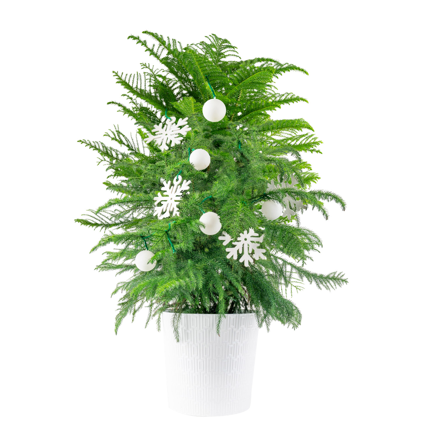 Costa Farms Norfolk Island Pine Decorated Live Christmas Tree  Houseplant in Decor Planter