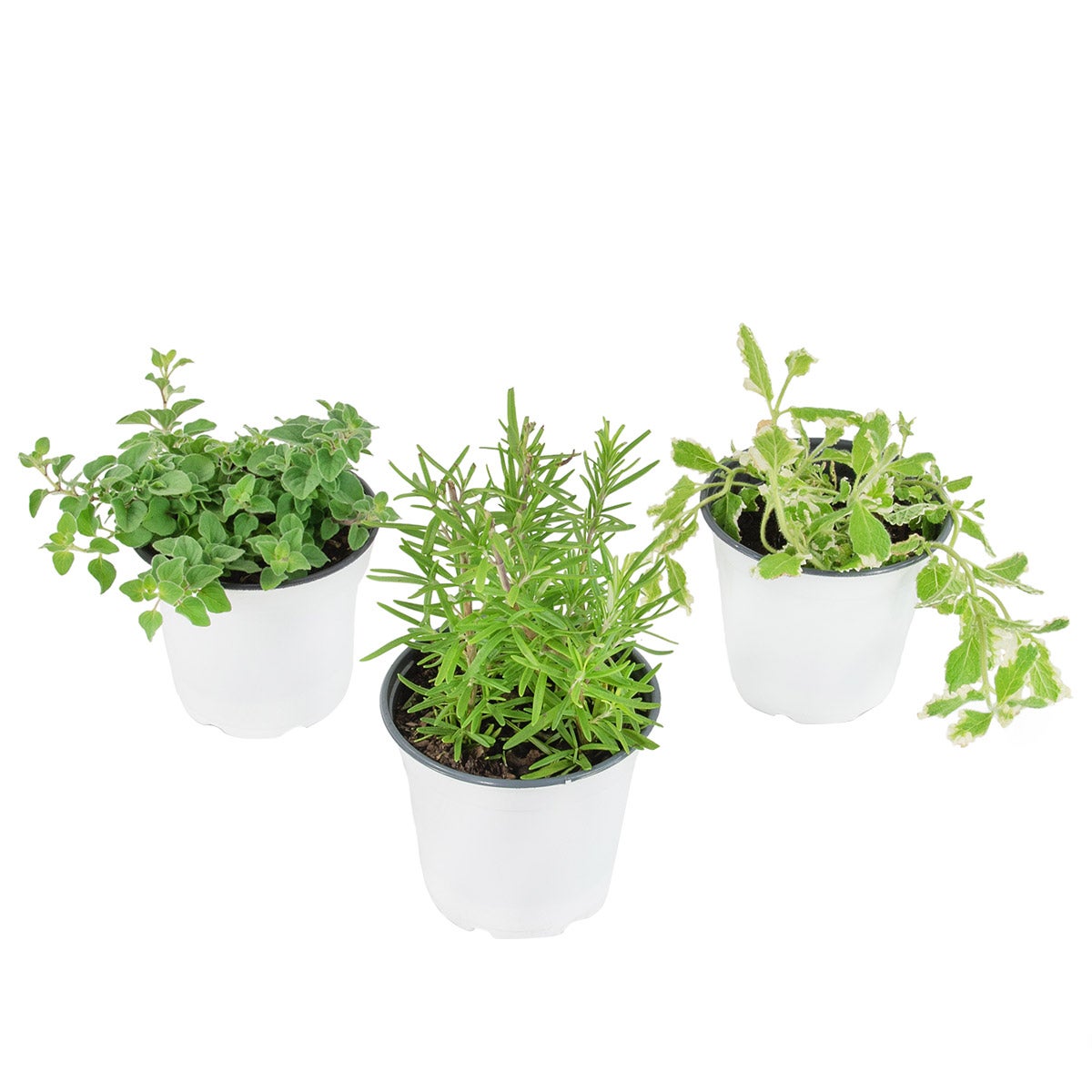 ECOST Rich Herb 4個セット×3 【公式通販】