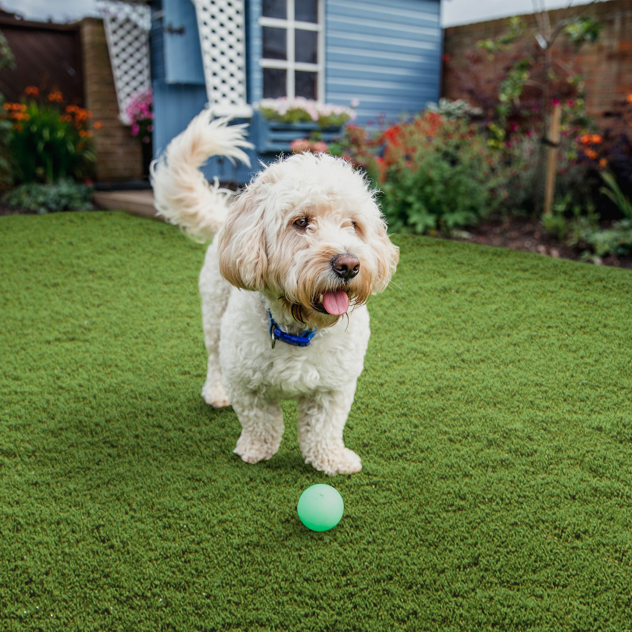 Golden Select Barley Artificial Grass 2.25x2.67 Roll | Costco