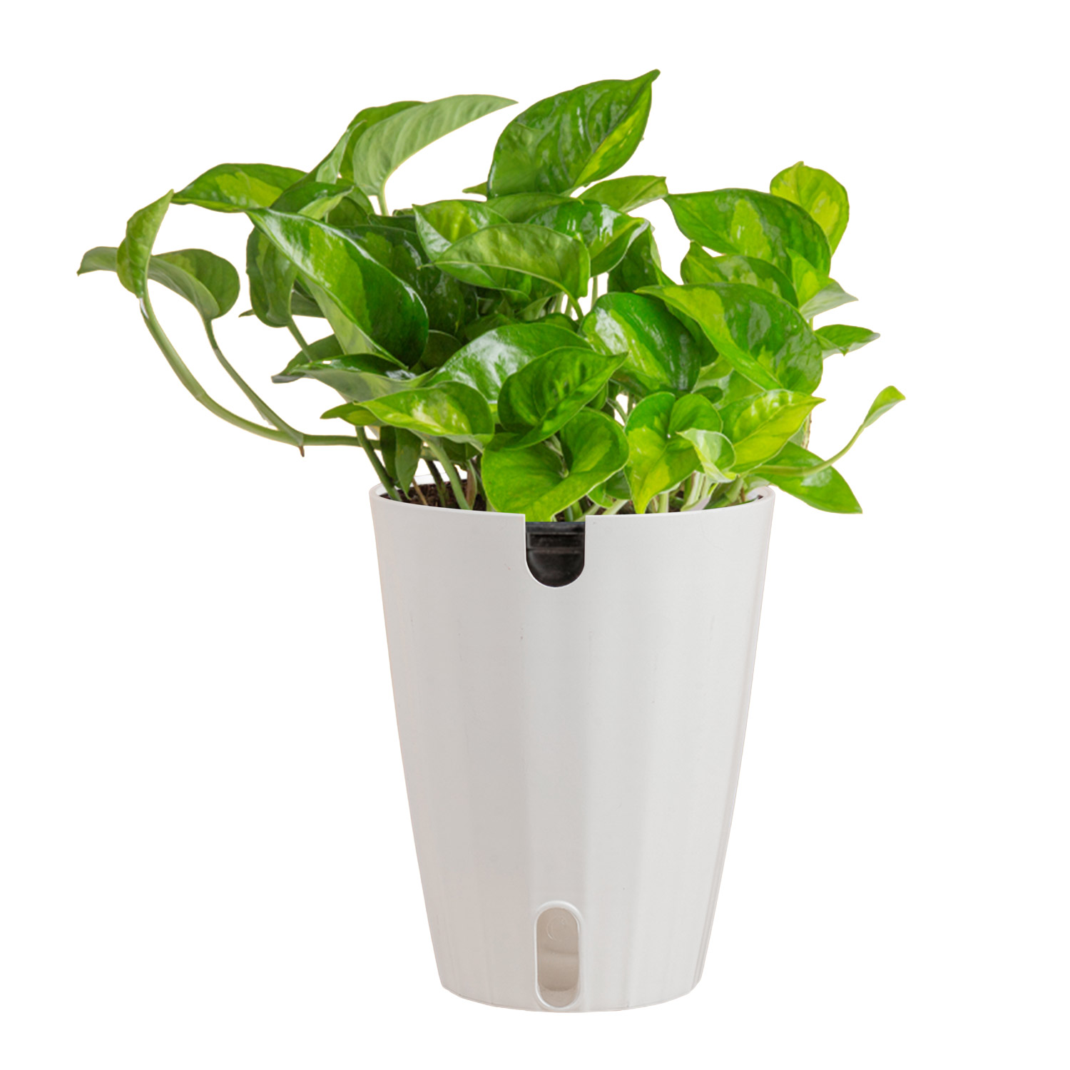 lucky bamboo aquarium plant Lucky Bamboo Live Plant main image 1