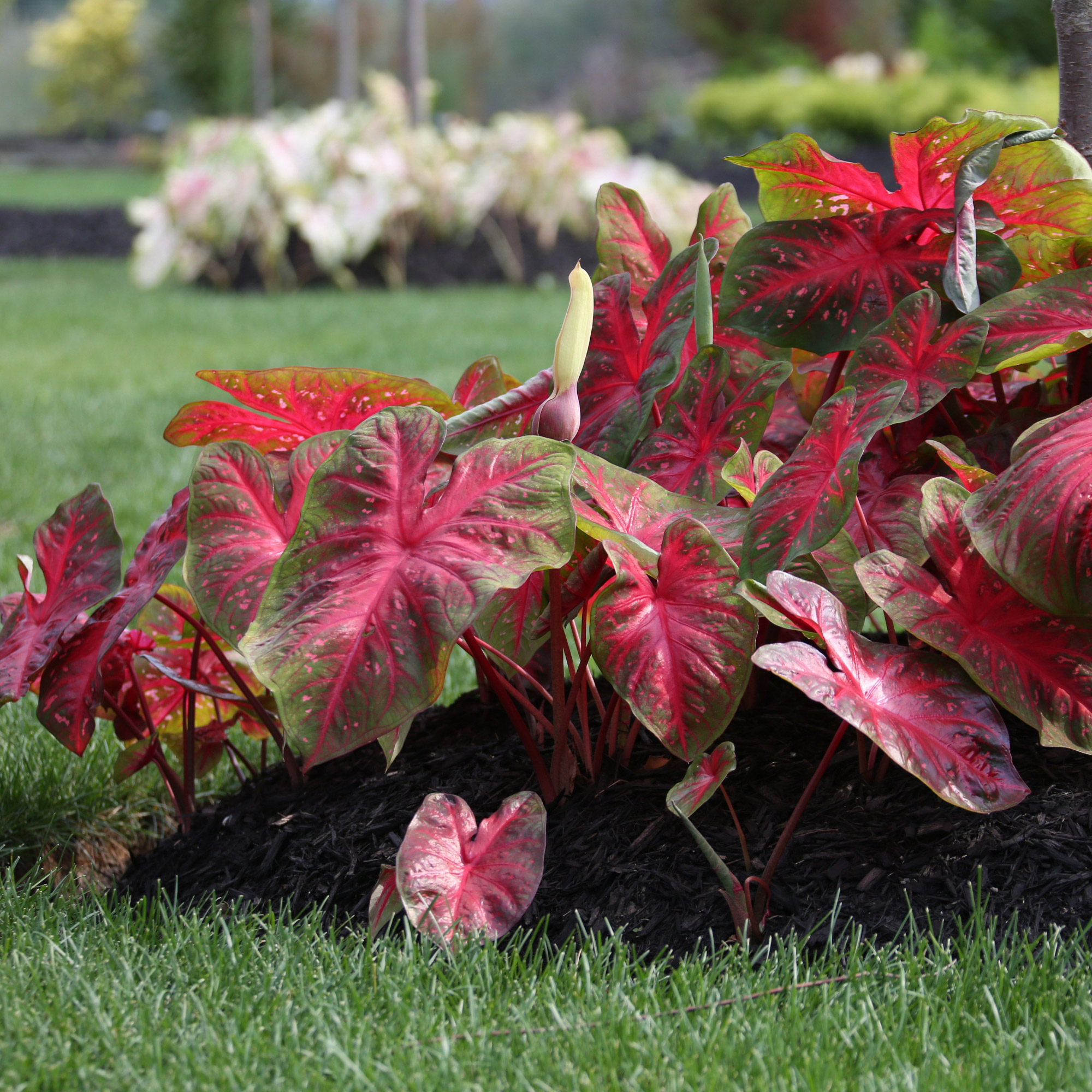 Enlarge Product Preview 3