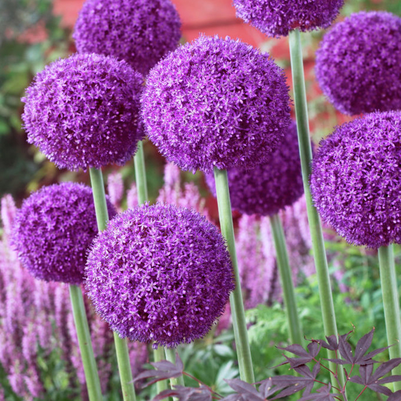 ［新品］SLOTHREAT Allium 2025 Allium Bulbs – The Gardener's Center