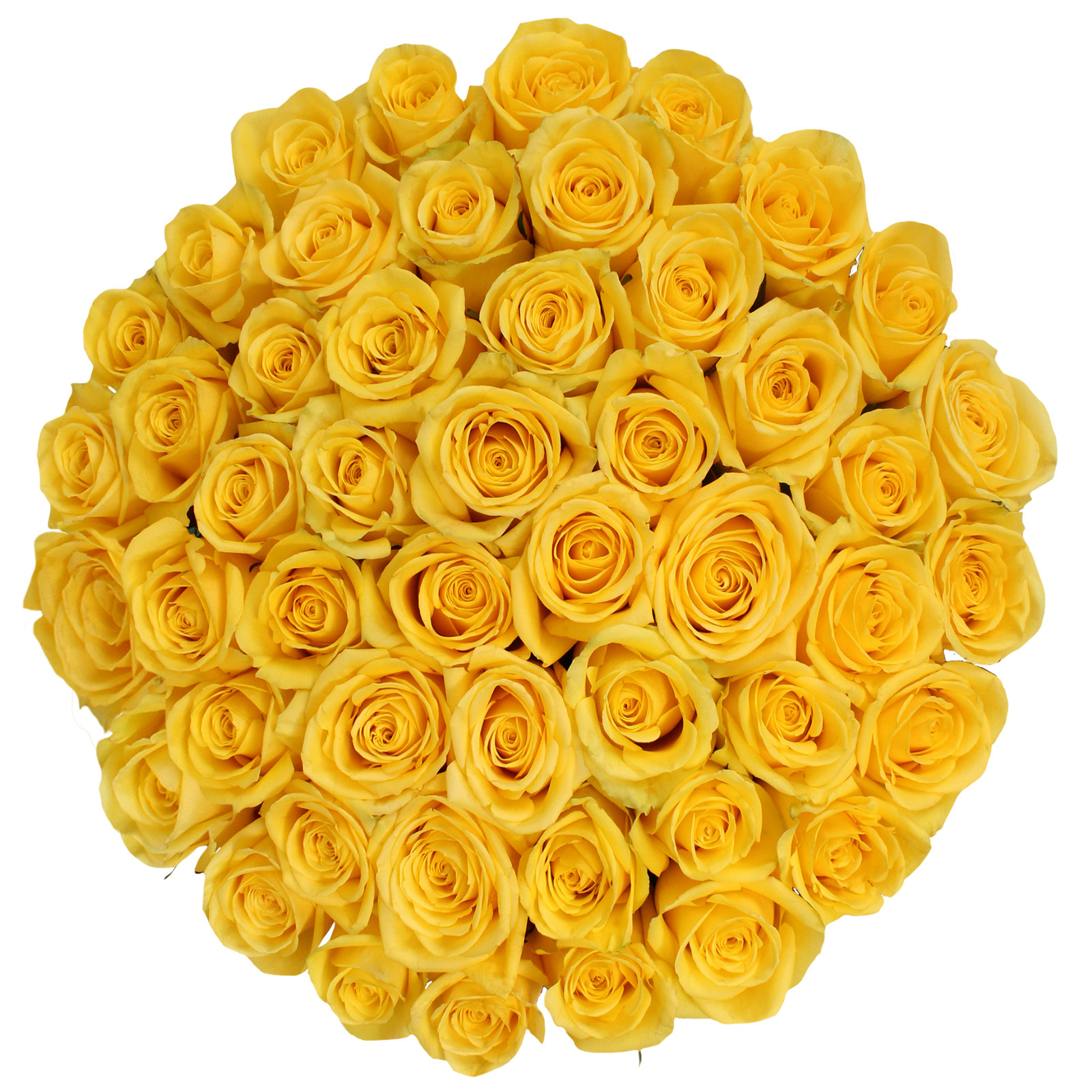 Roses, 48 Stems - Yellow