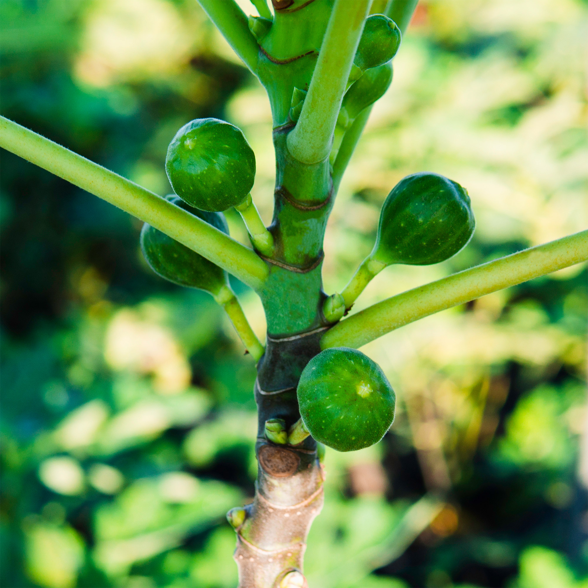 Enlarge Product Preview 4