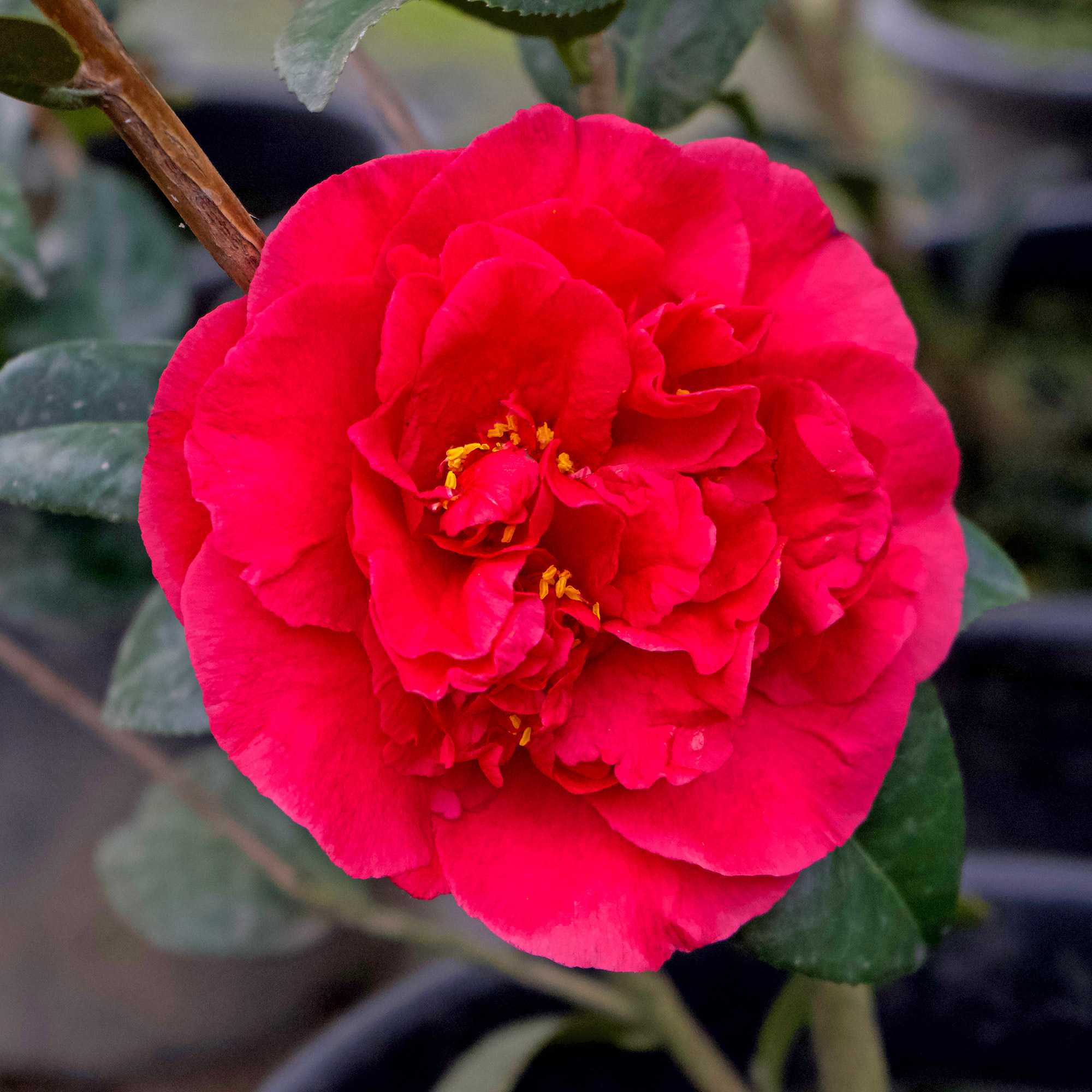 Enlarge Product Preview 2