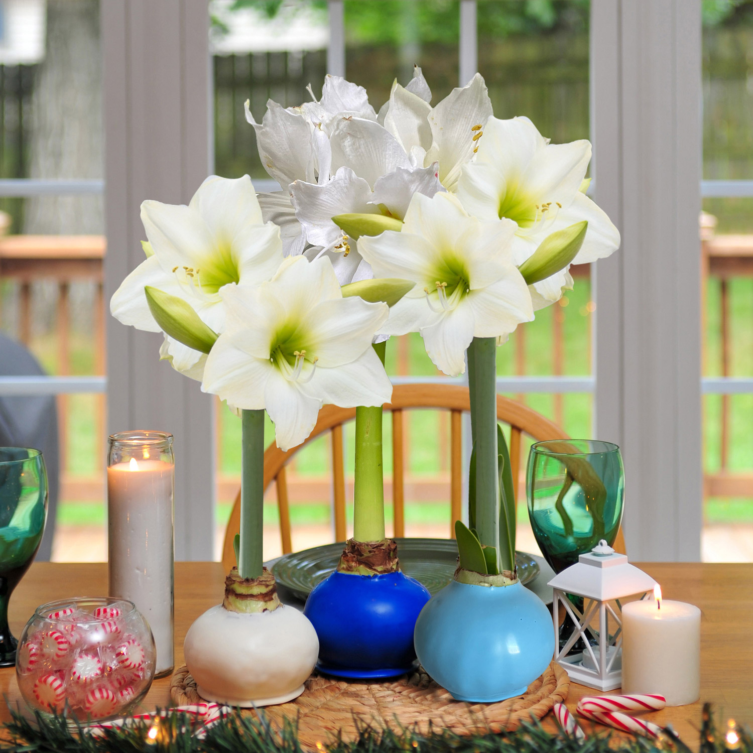 Bloomaker Hanukkah Waxed Amaryllis Trio  No Water Needed