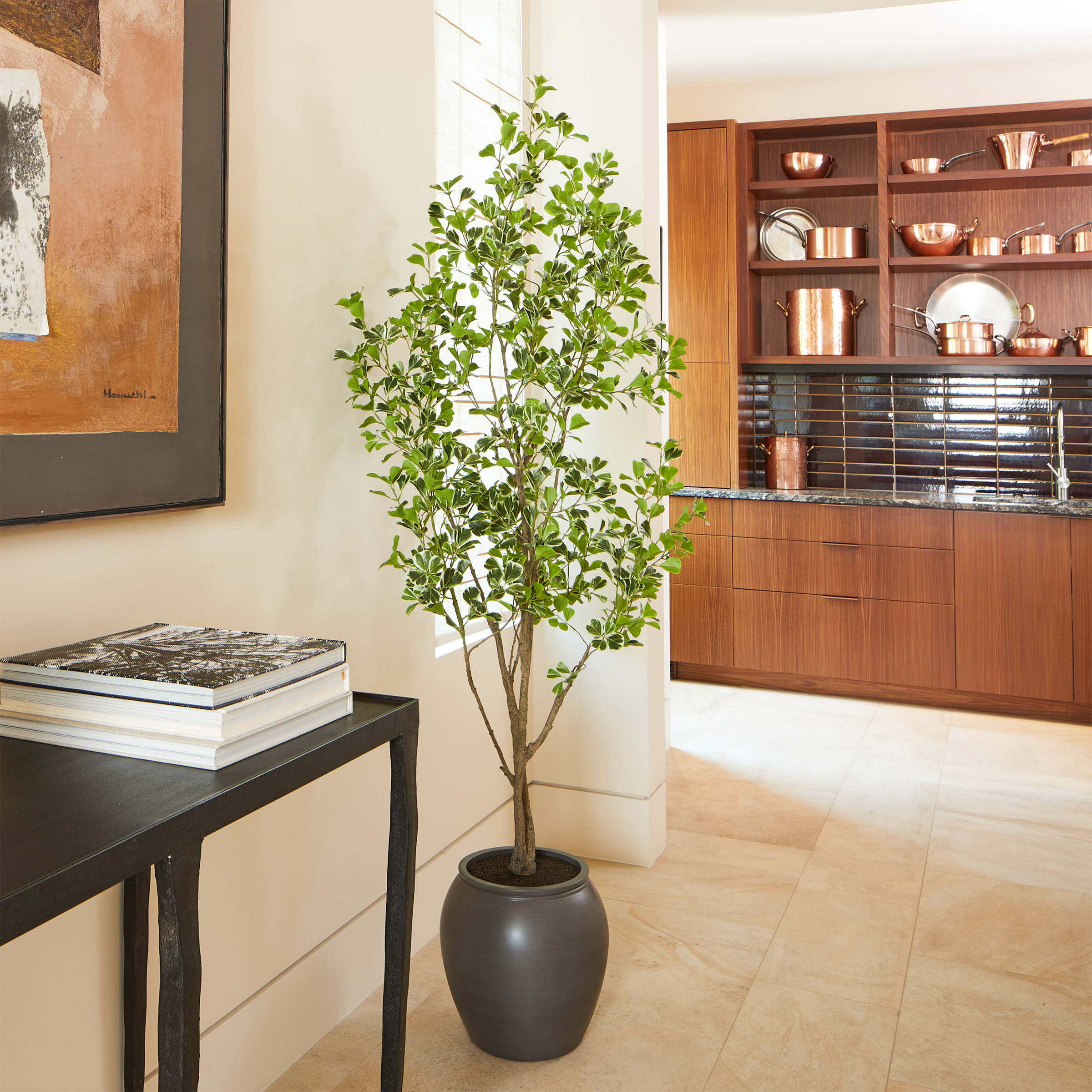 【FICUS】 Ficus Altissima Tree Form Single | Eureka Farms