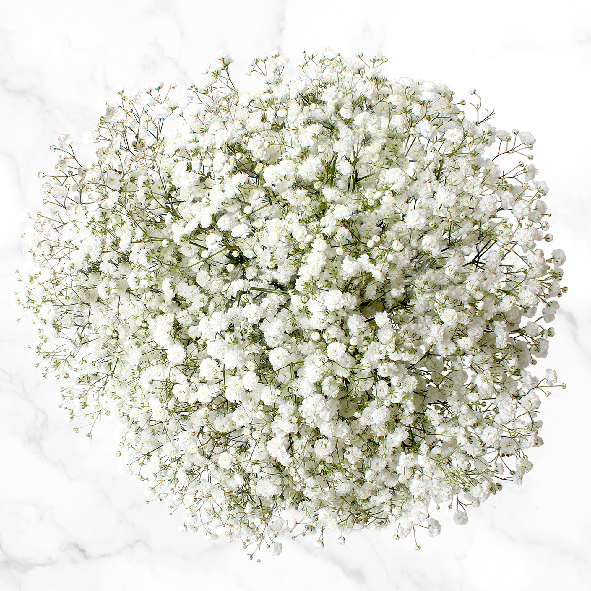 100-stem Baby's Breath