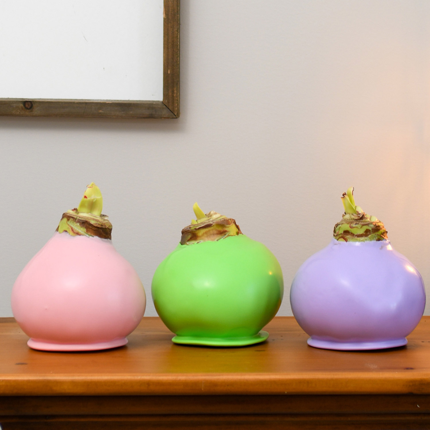Bloomaker Spring Waxed Amaryllis Trio, No Water Needed | Costco