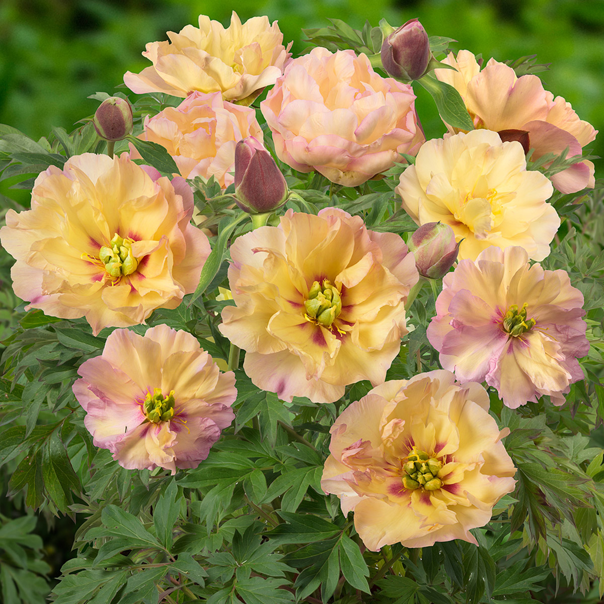 Enlarge Product Preview 3