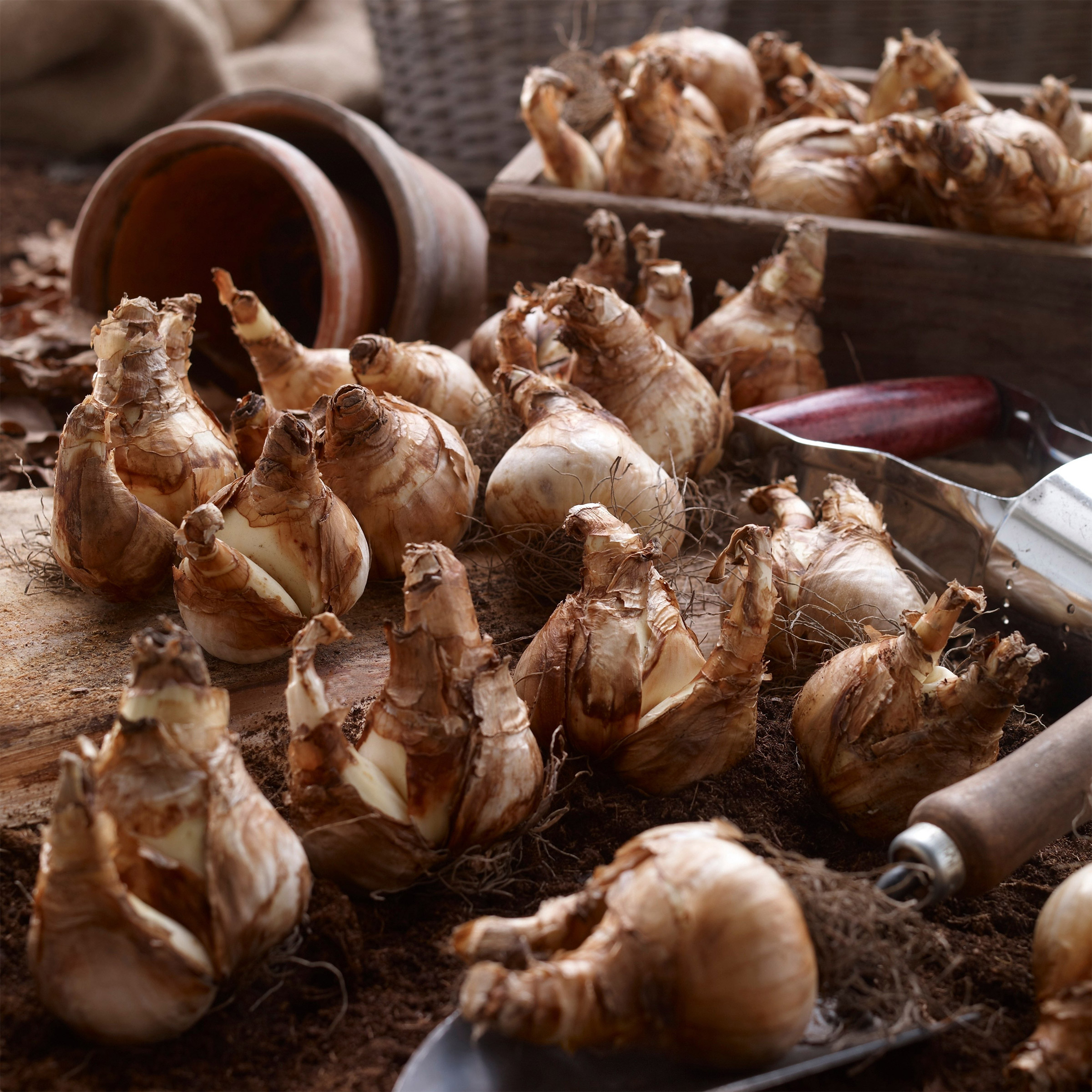 Enlarge Product Preview 2 Successfully Enriched by automation Job.