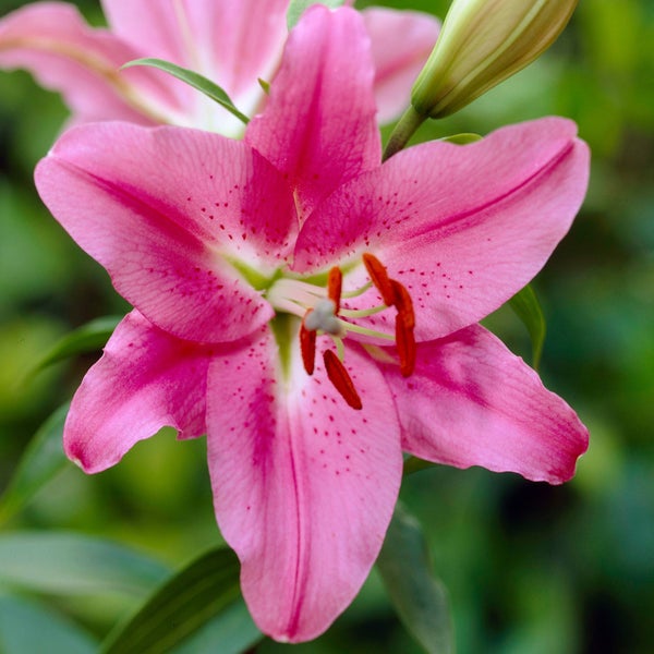 Longfield Gardens Lily Collections, 40 Bulbs | Costco Longfield Gardens Lily Collections, 40 Bulbs | Costco