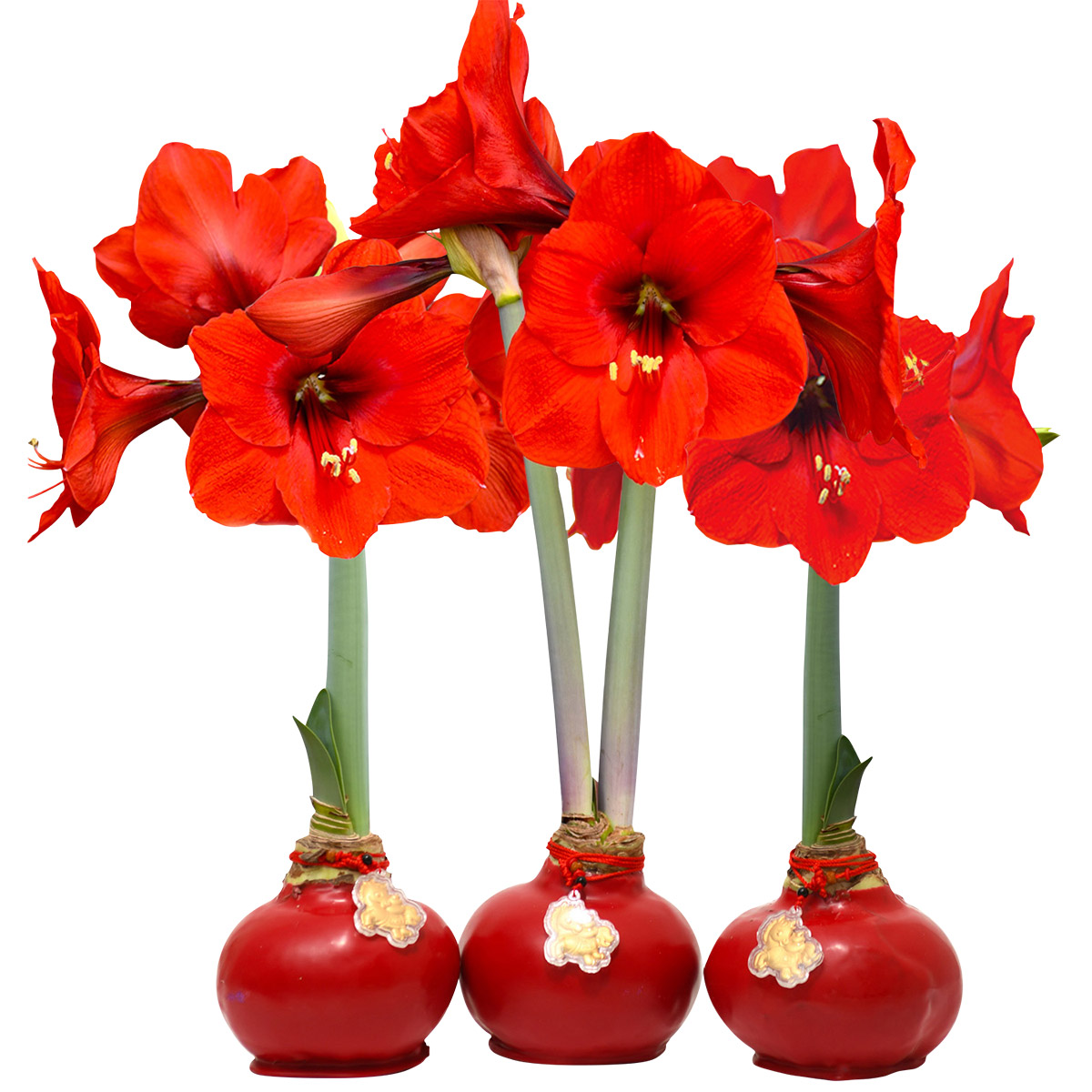 Enlarge Product Preview 4