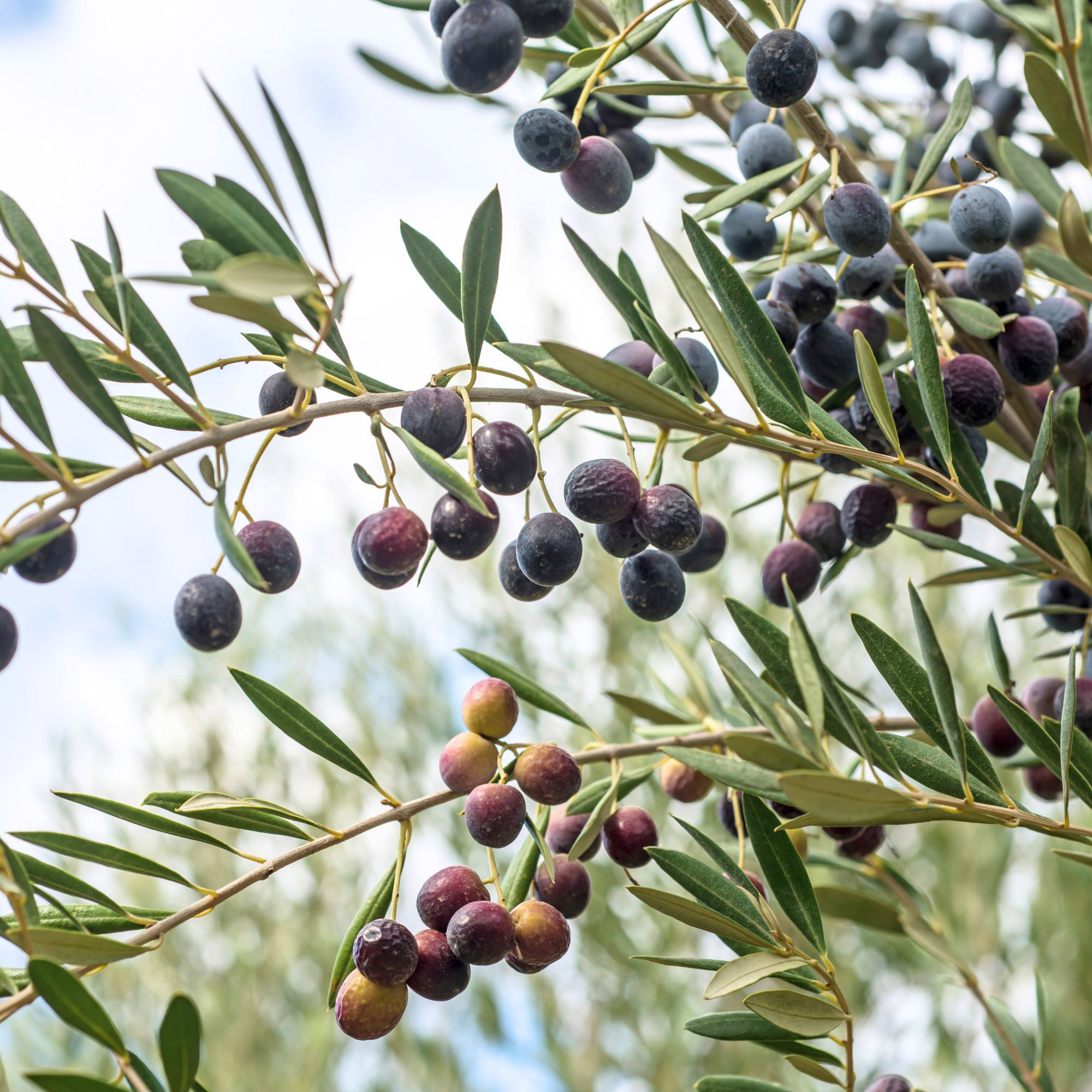 Enlarge Product Preview 3 Successfully Enriched by automation Job.