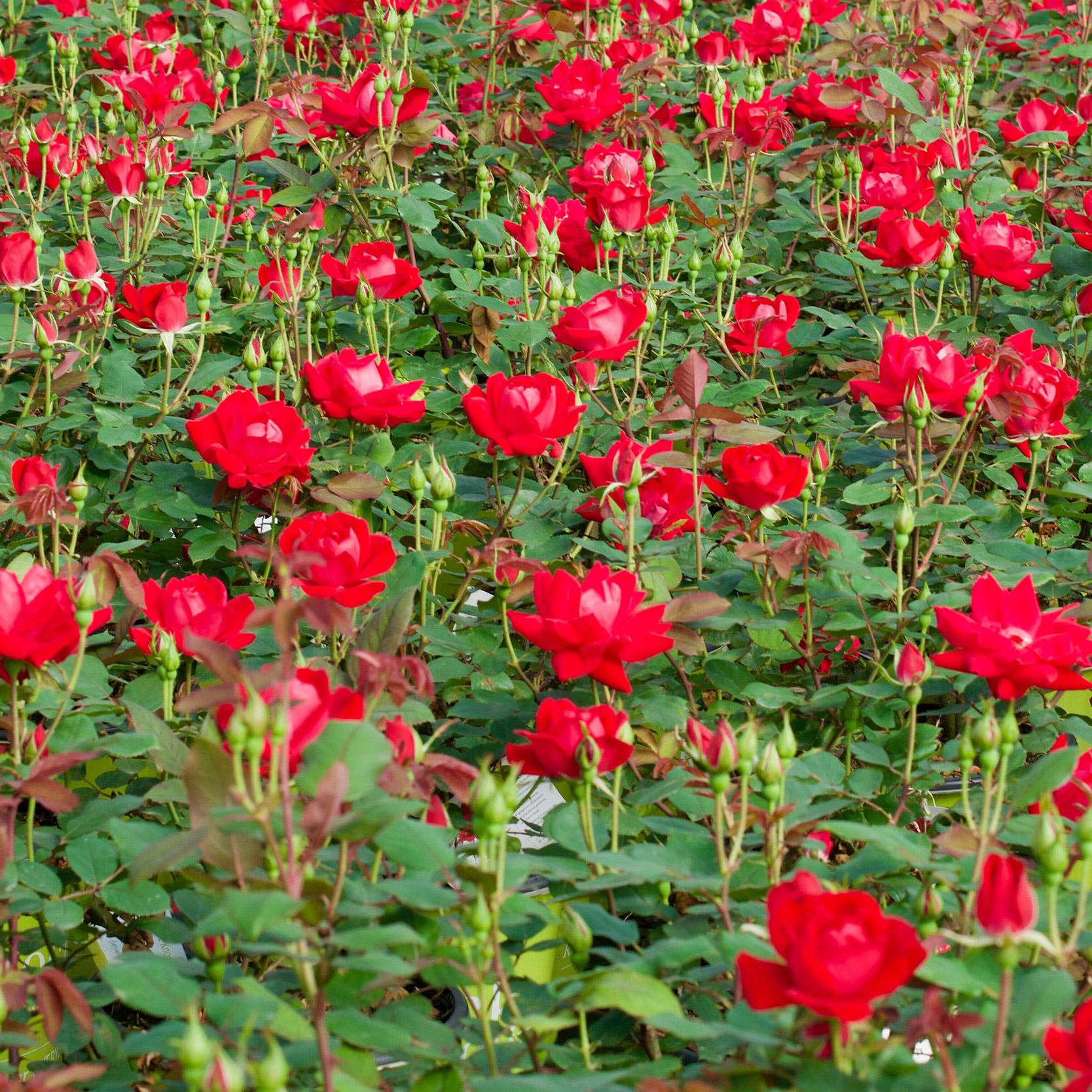 Bareroot Shrub Rose Double Red Knockout Bush 2-pack | Costco
