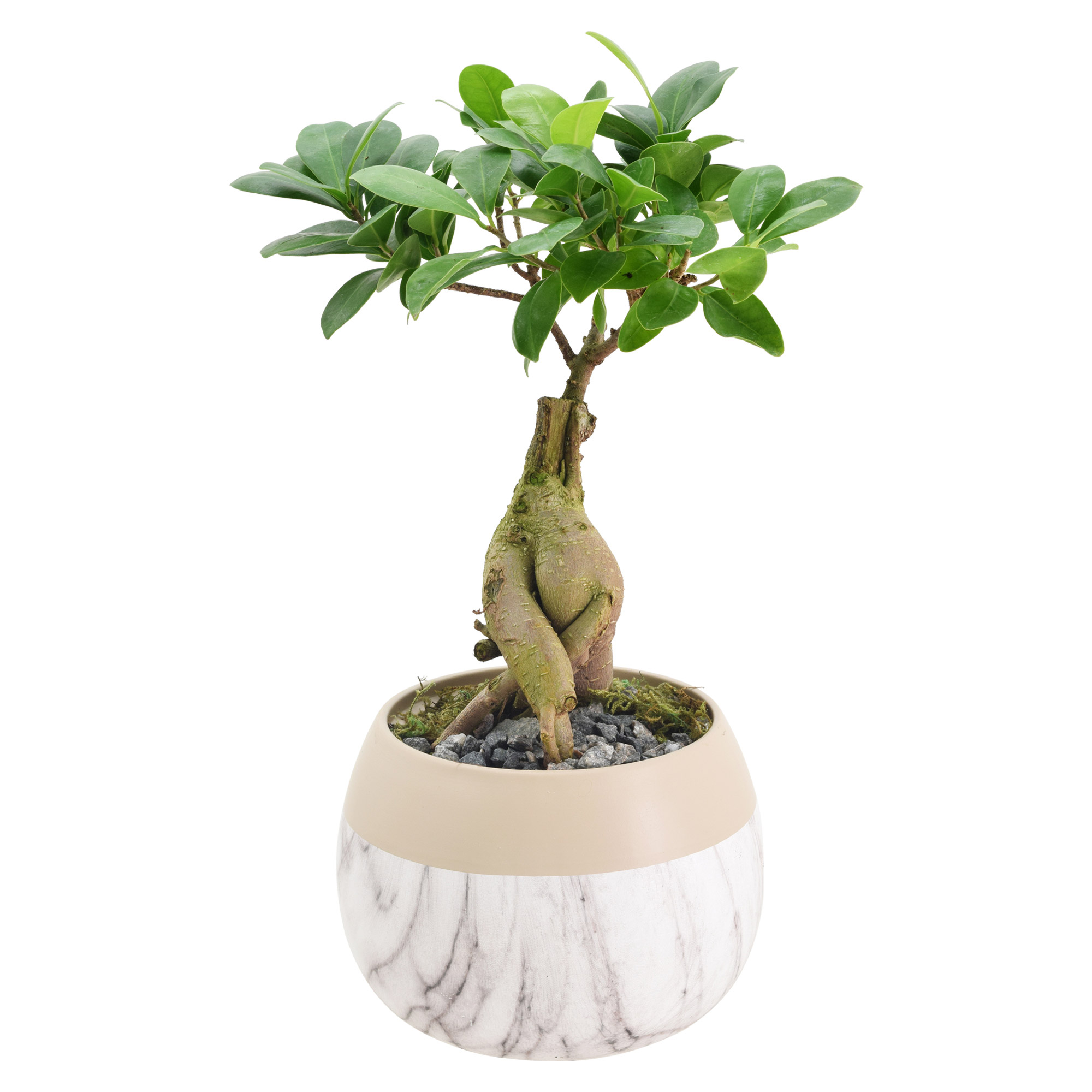 Bonsai Live Indoor Plant in 7 in. Pot