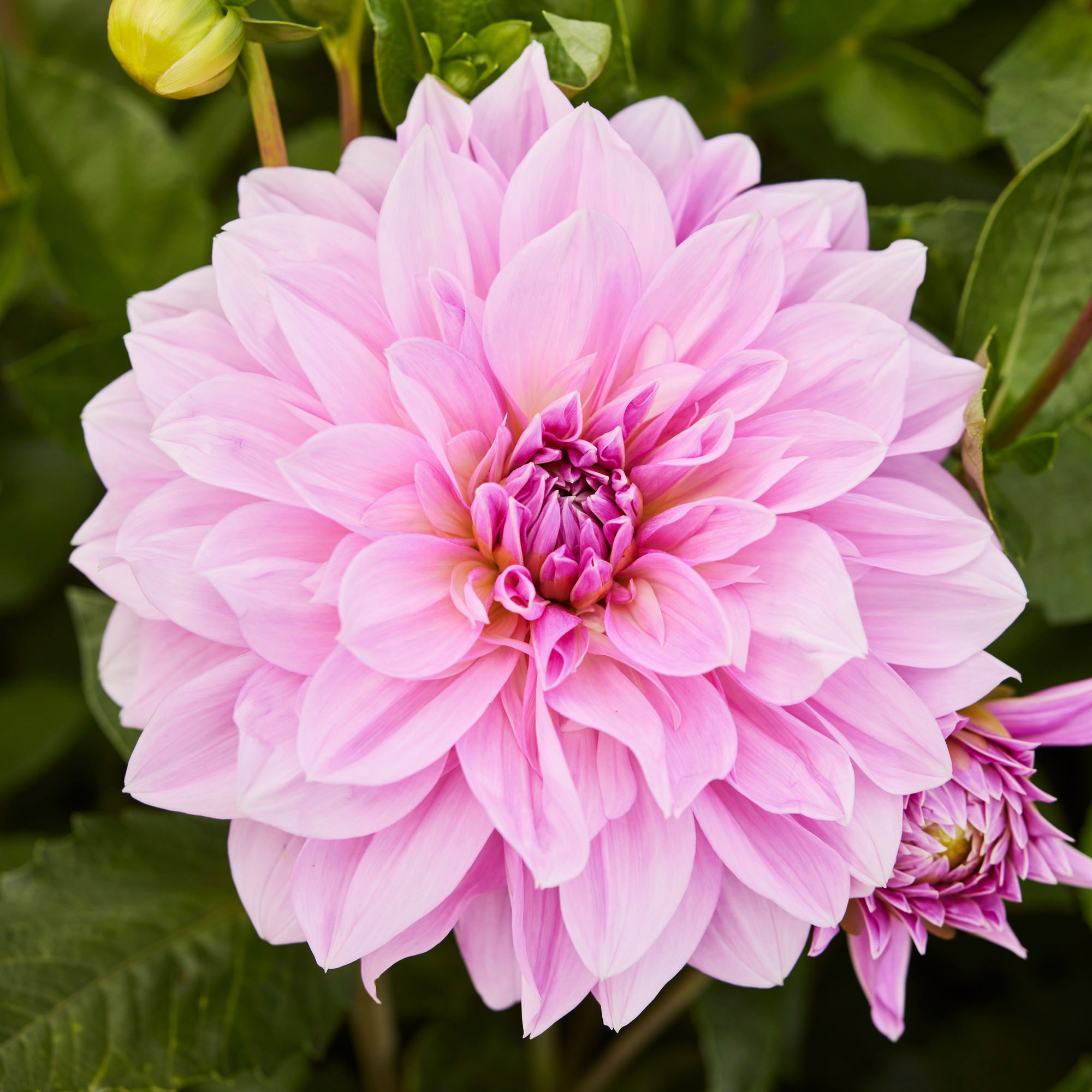 3722☘️タグ付☘️⭐️姫小町⭐️超小輪⭐️綺麗ピンク⭐️多花性⭐️超コンパクト⭐️曽田 Longfield Gardens Dahlia Collections Pink and Purple, 12-count