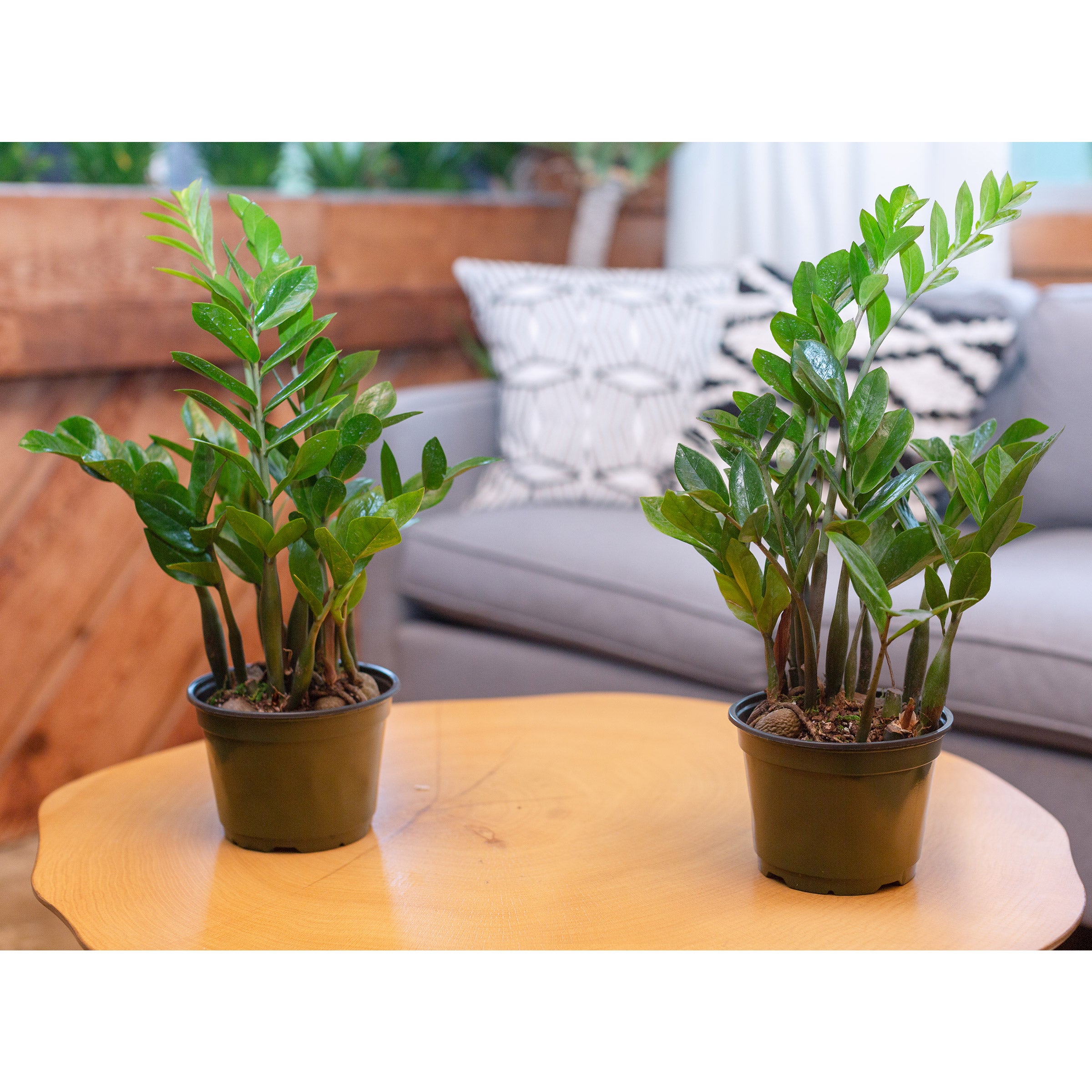 driftwood planter for succulents Succulent Arrangement