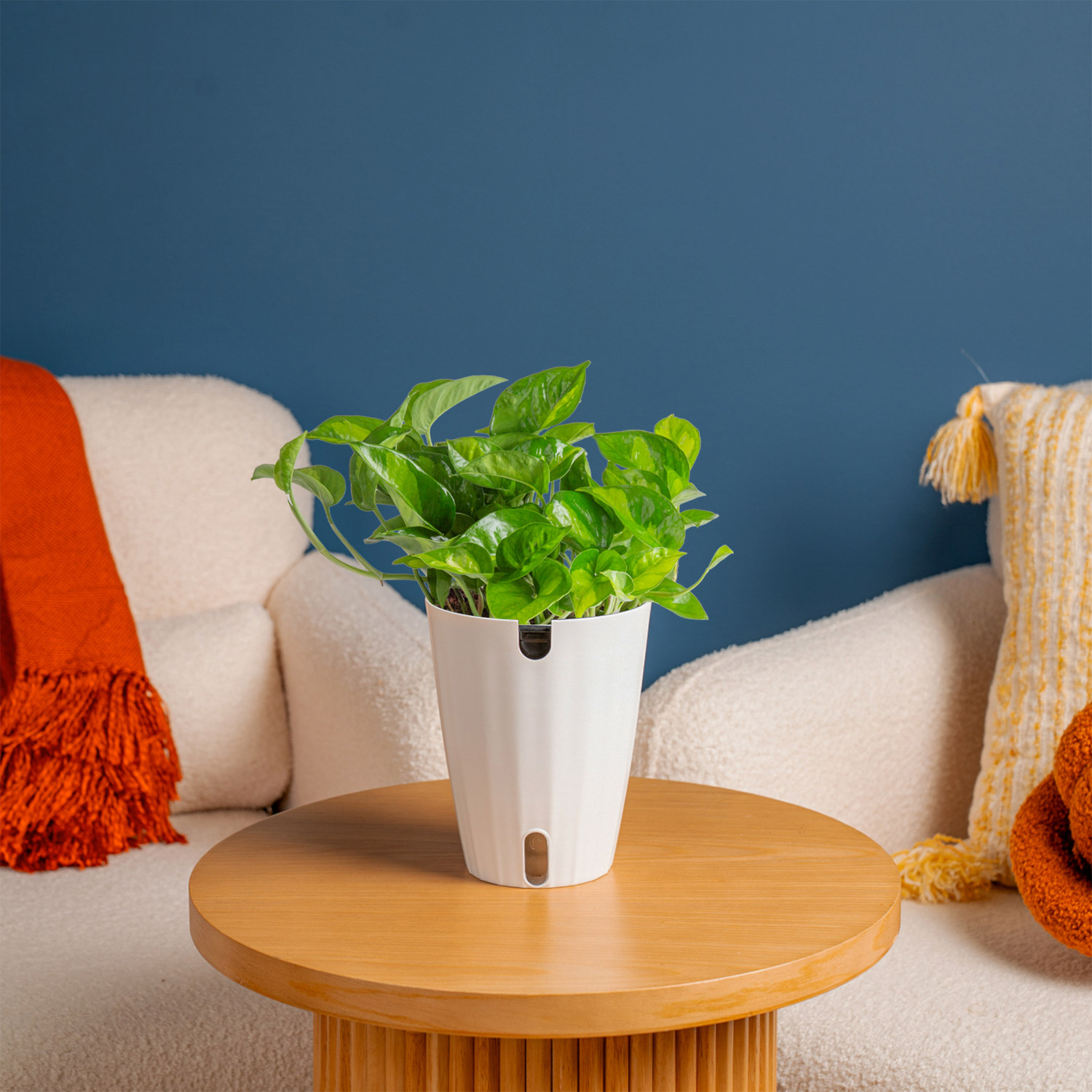 Costa Farms Pothos in Self-watering Pot | Costco