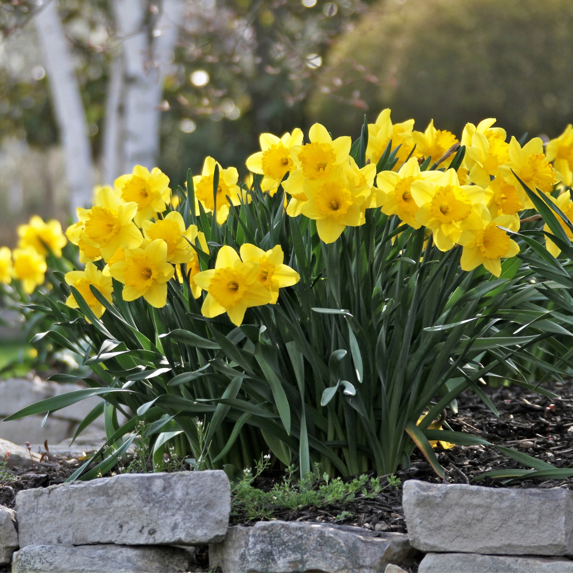 Enlarge Product Preview 5