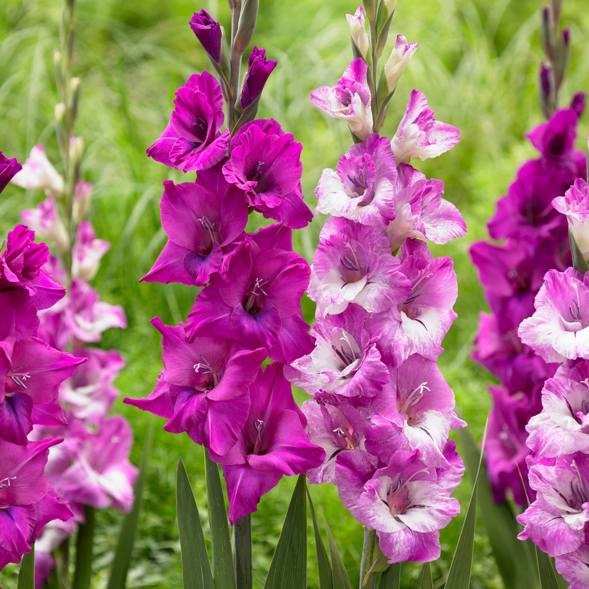 Enlarge Product Preview 3