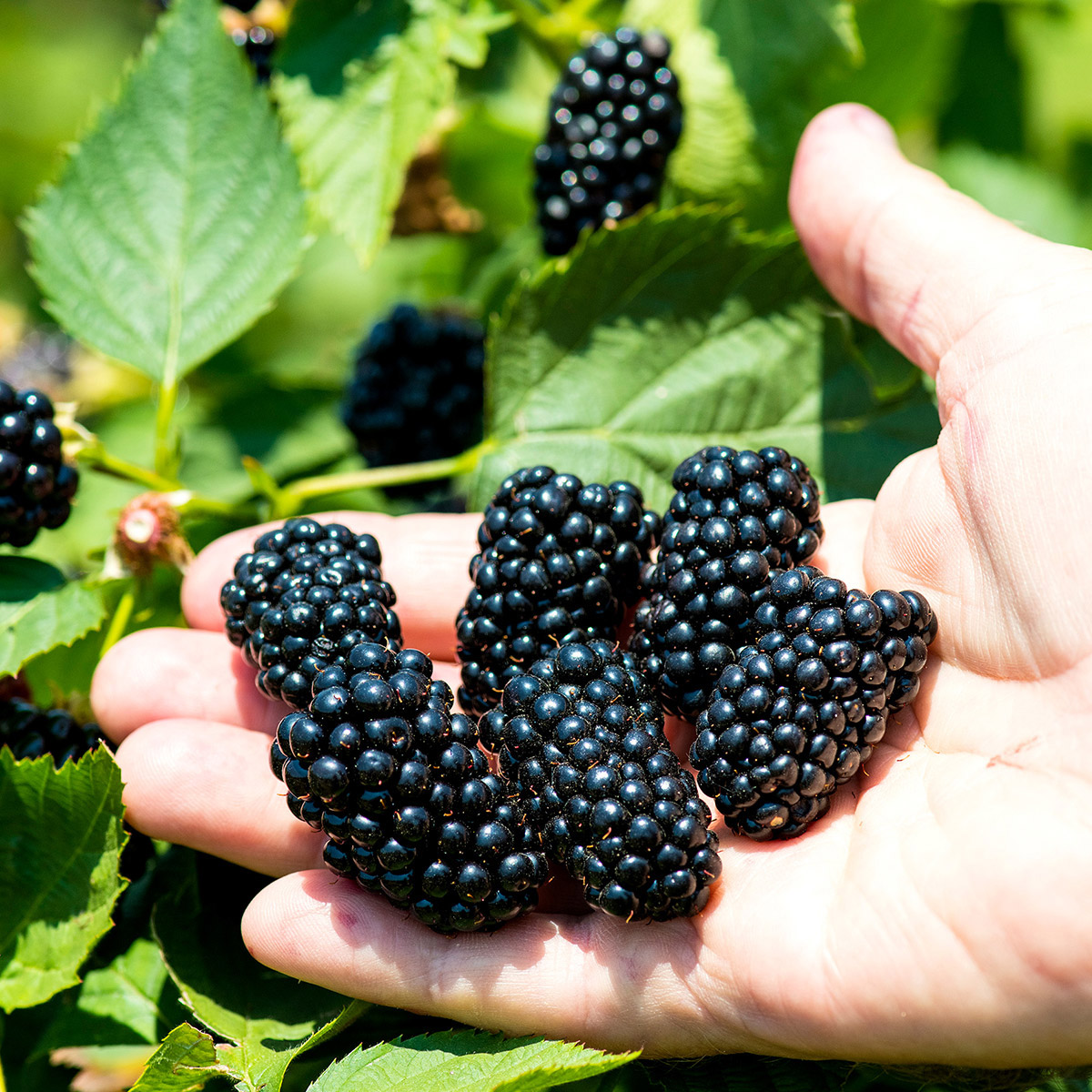 Enlarge Product Preview 2