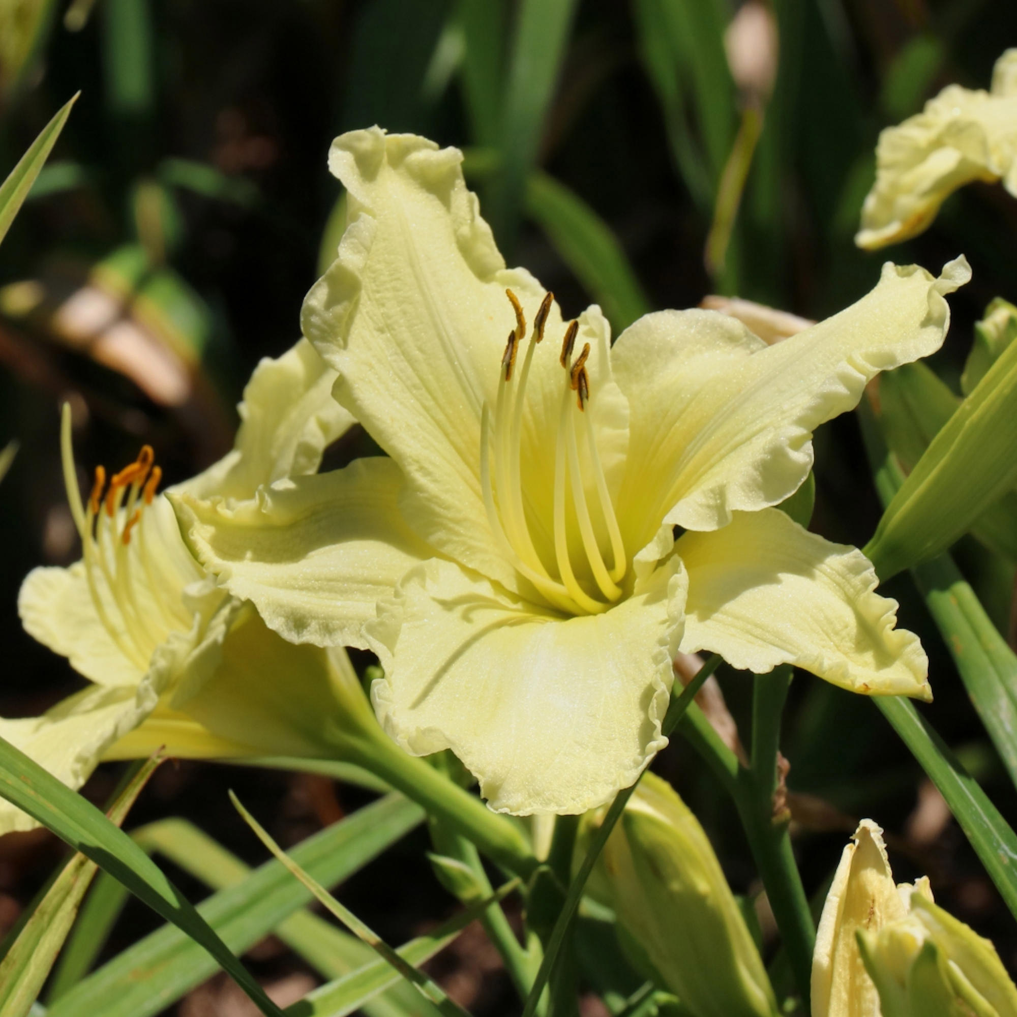 Enlarge Product Preview 5