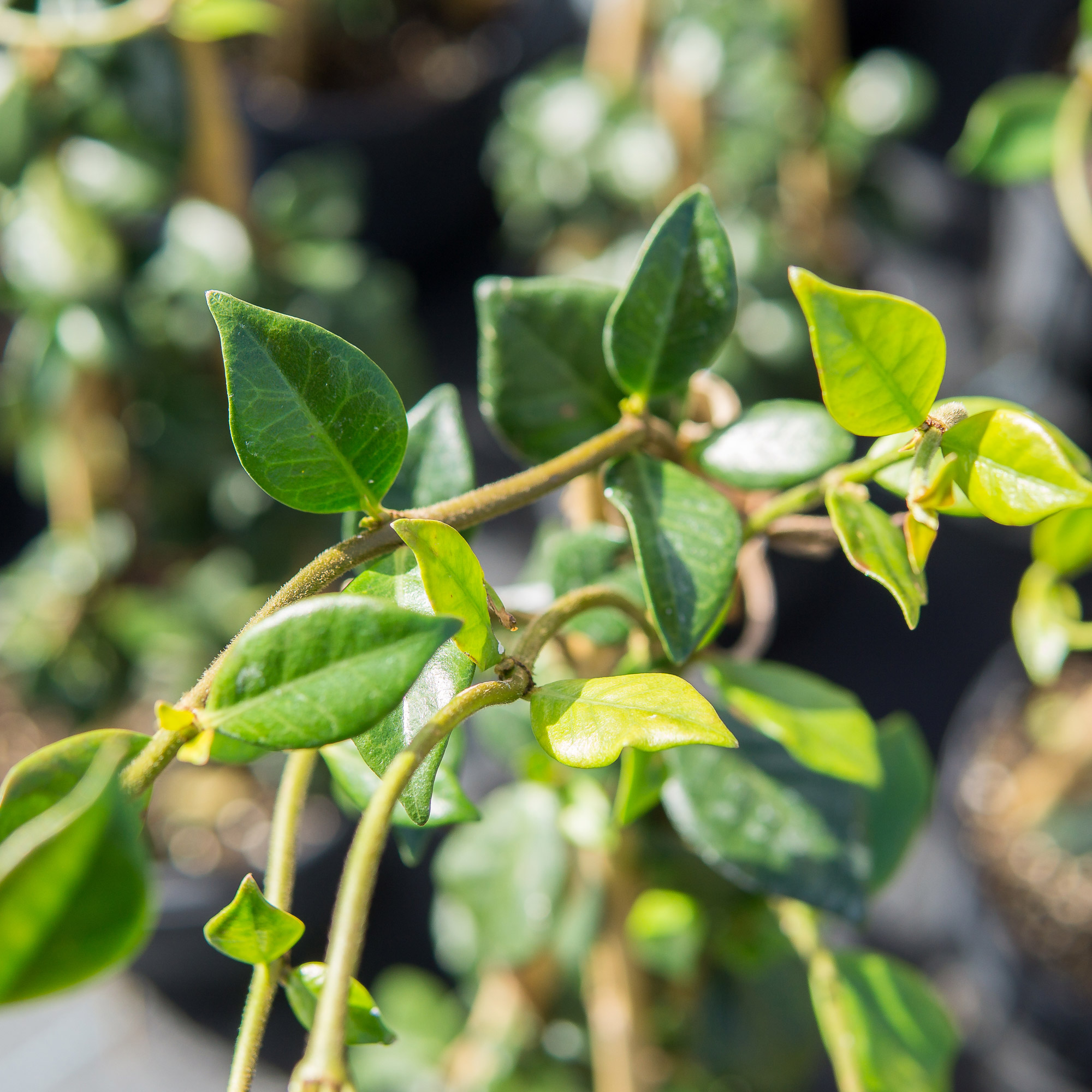 Enlarge Product Preview 5