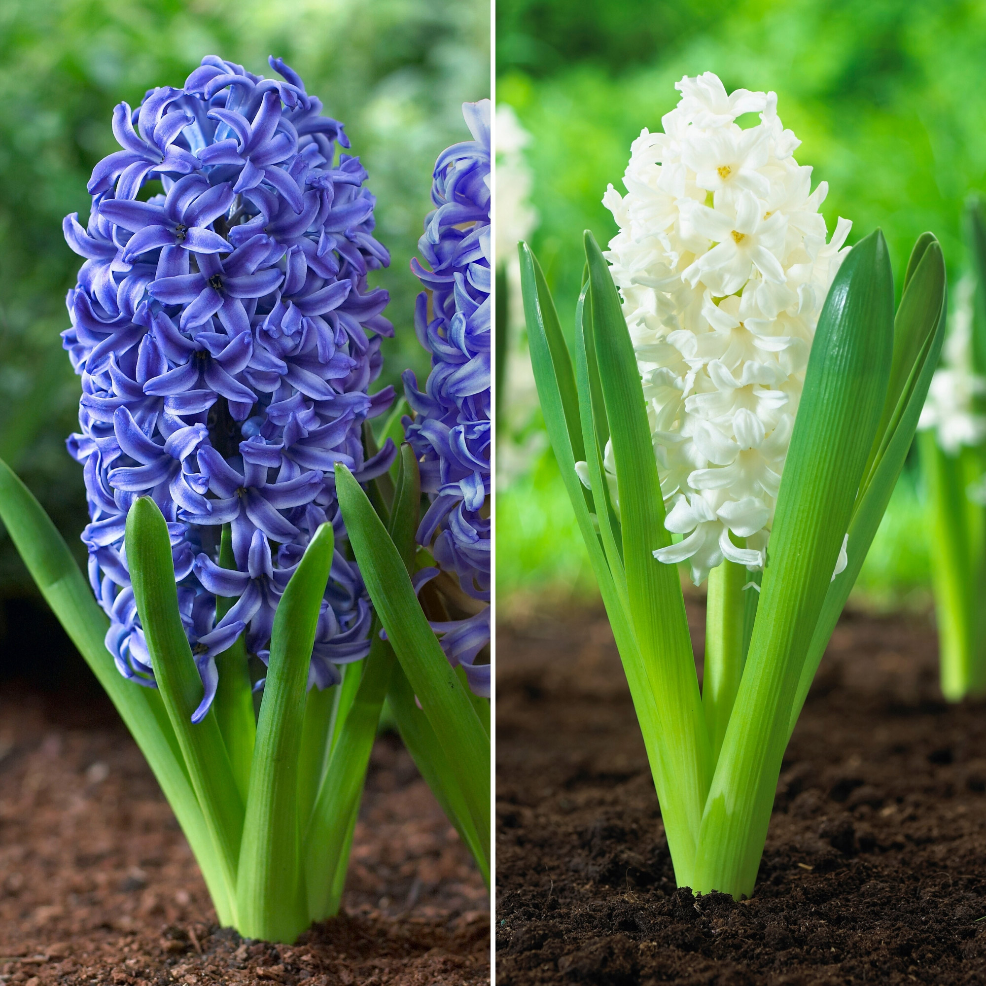 Enlarge Product Preview 2