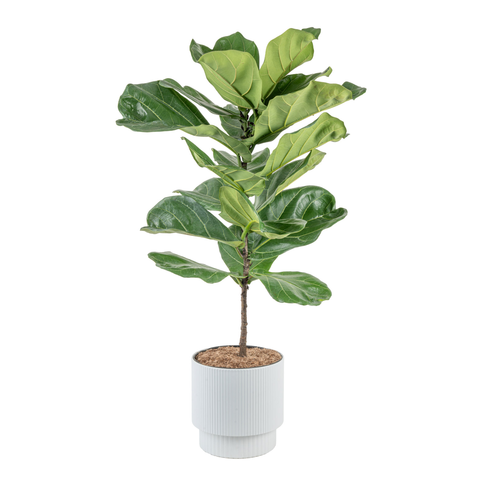 Costa Farms Fiddle Leaf Fig Tree  Ficus Lyrata  Houseplant in Decor Planter