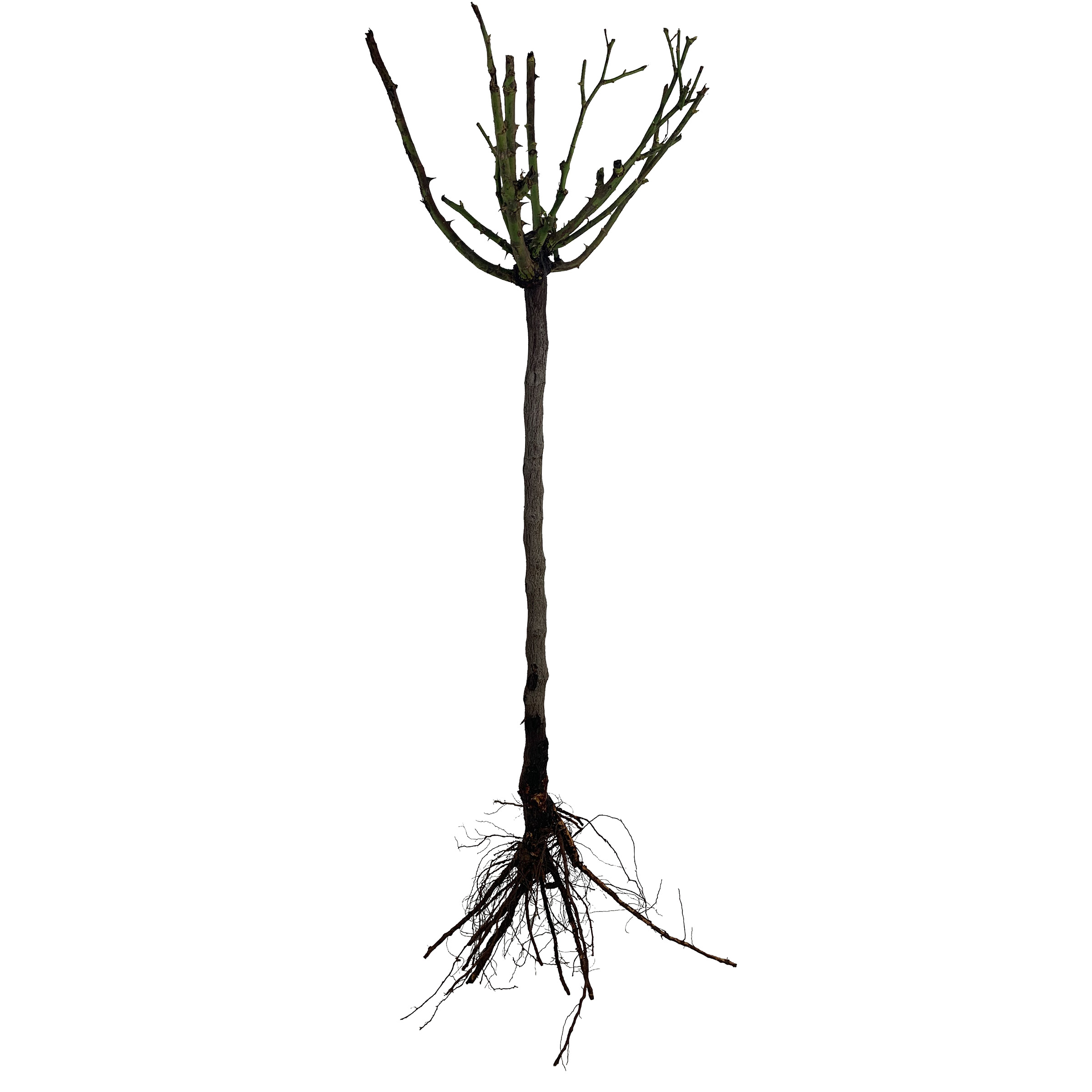 Enlarge Product Preview 2