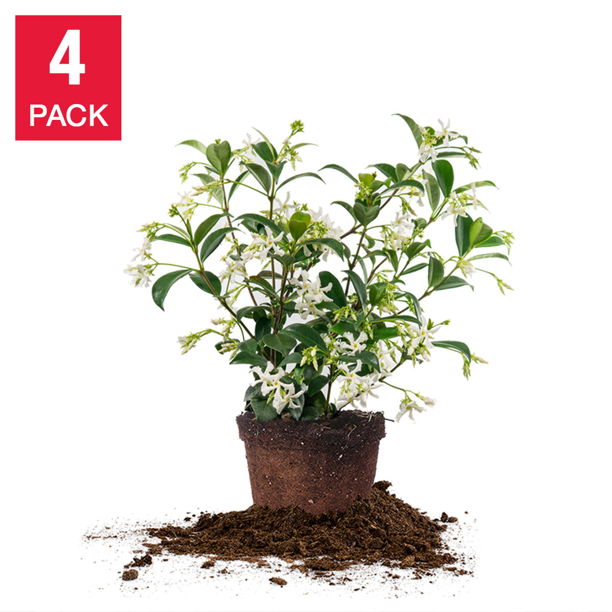 Star Jasmine Vine 1-gallon, 4-pack | Costco